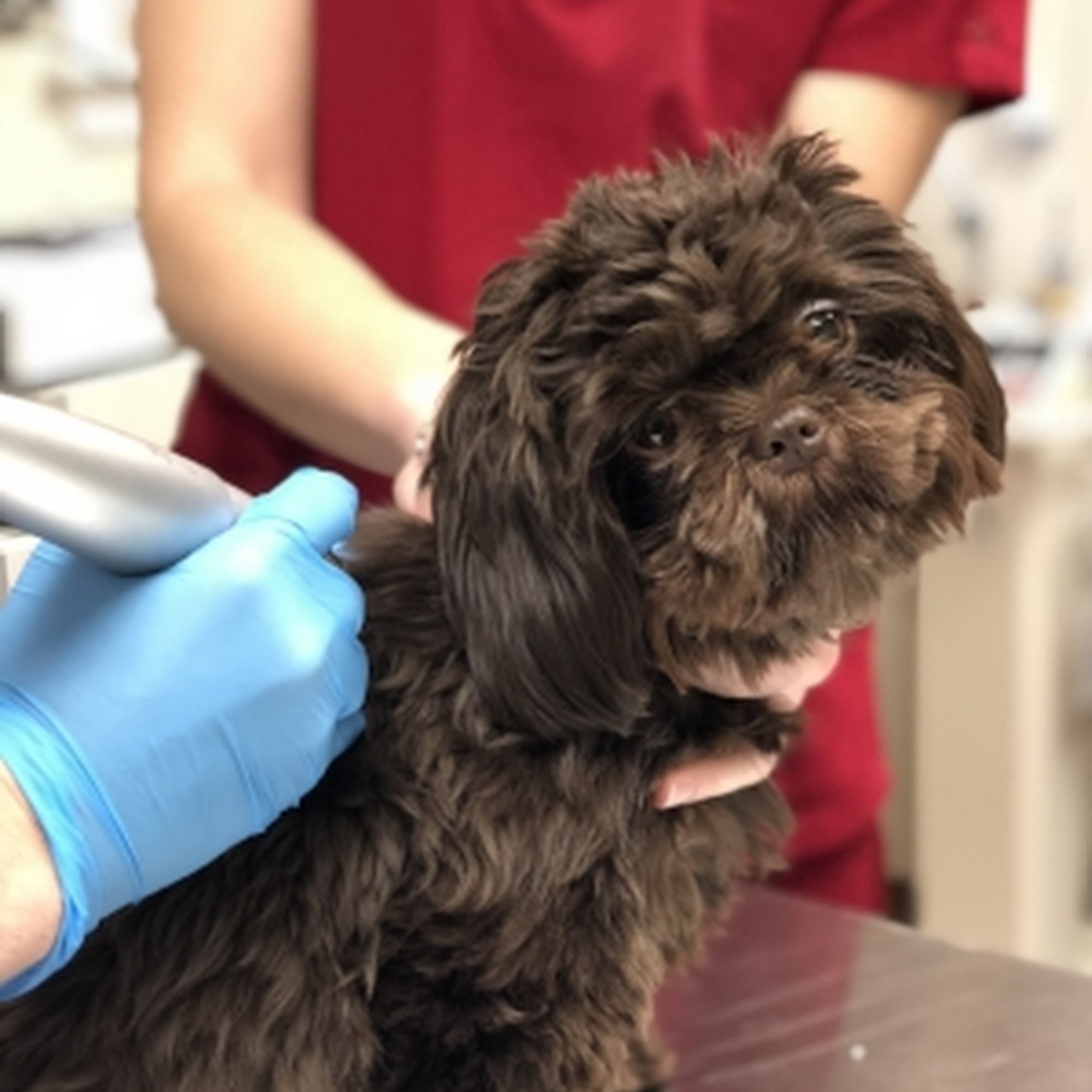 Animal Dermatology Clinic Wayne