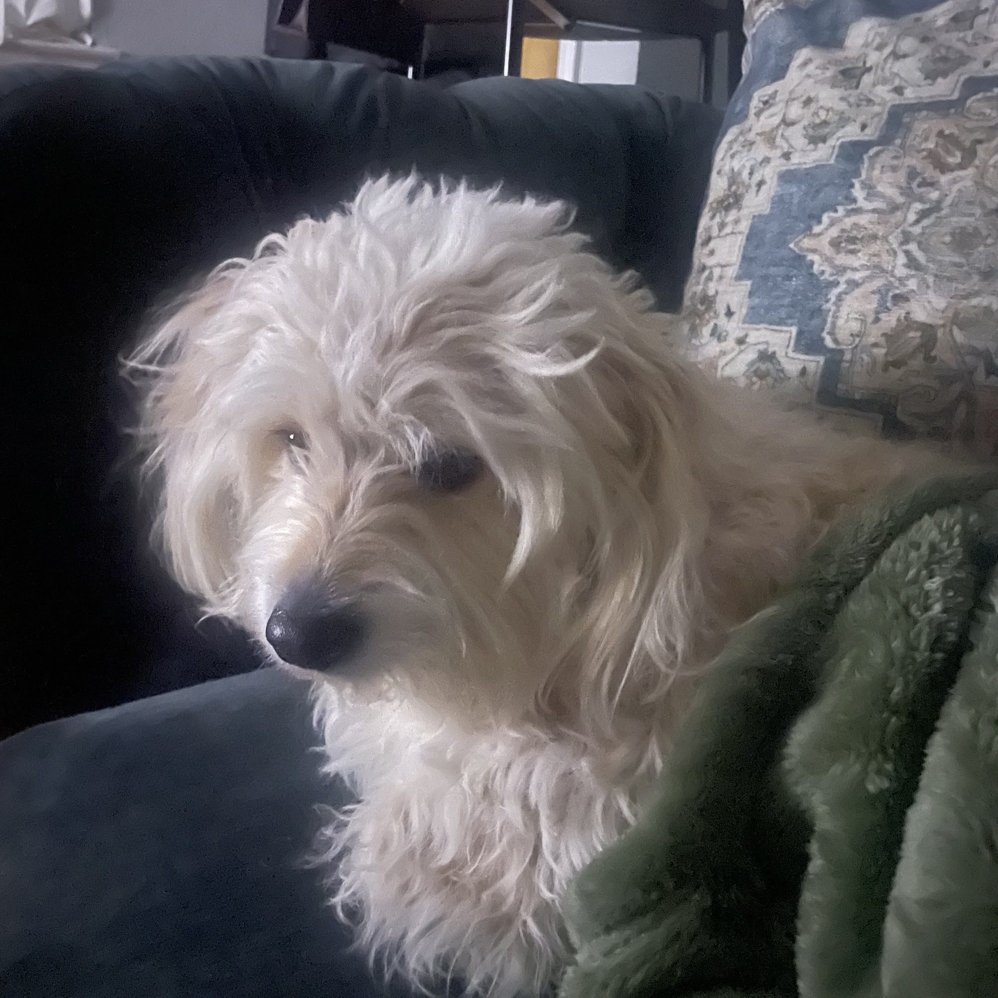 Packanack Animal Hospital Wayne