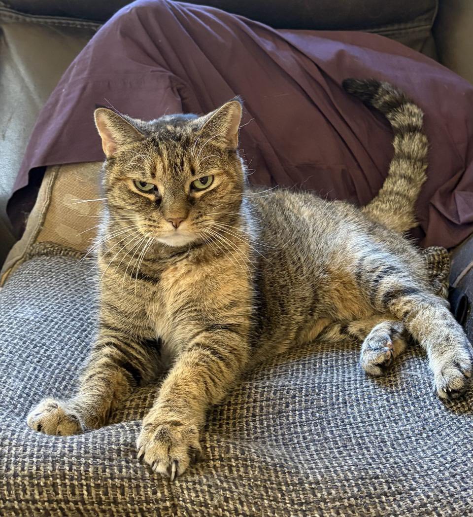 Wishing Well Veterinary Hospital Wayne