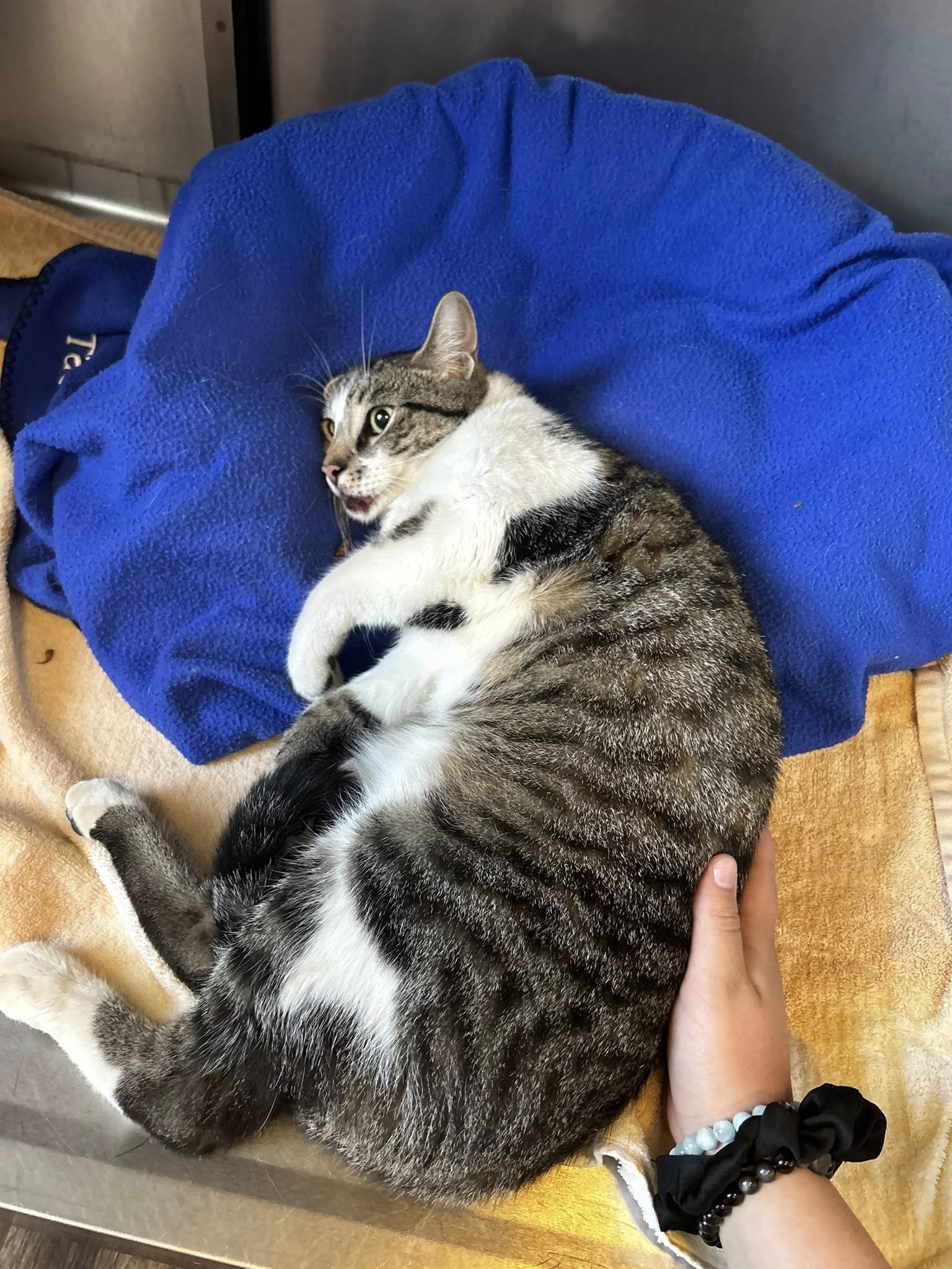 Wishing Well Veterinary Hospital Wayne