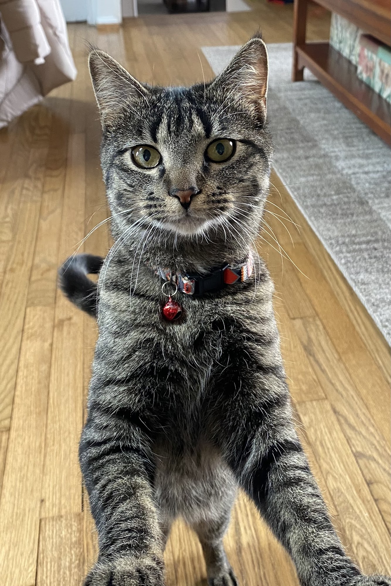 North Jersey Animal Hospital Wayne