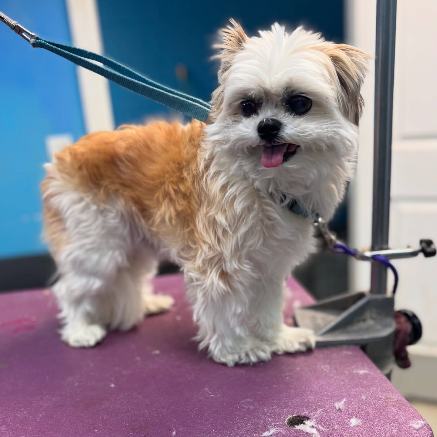 Grateful Dogs Grooming & Daycare Wayne