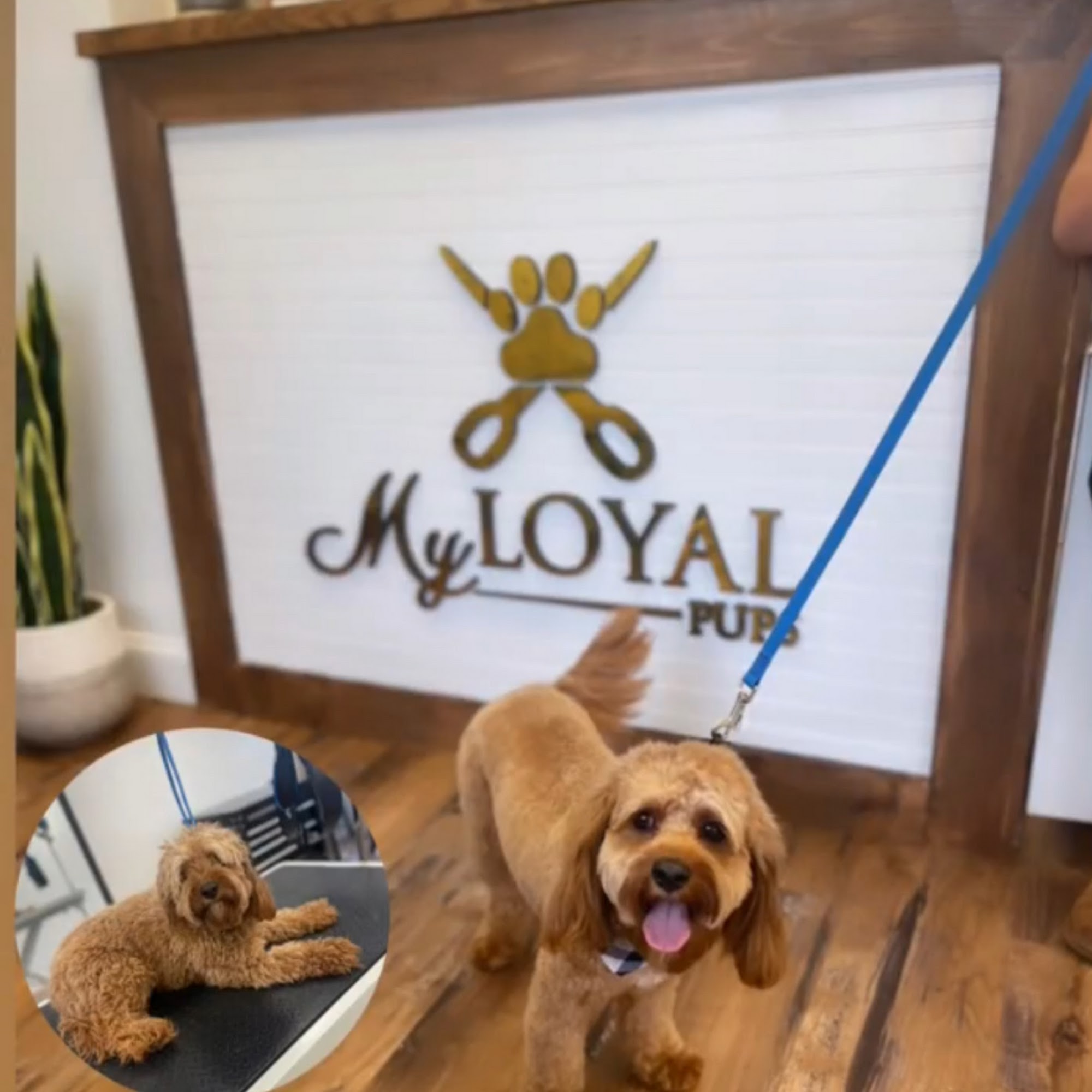 My Loyal Pup’s Grooming Studio Wayne