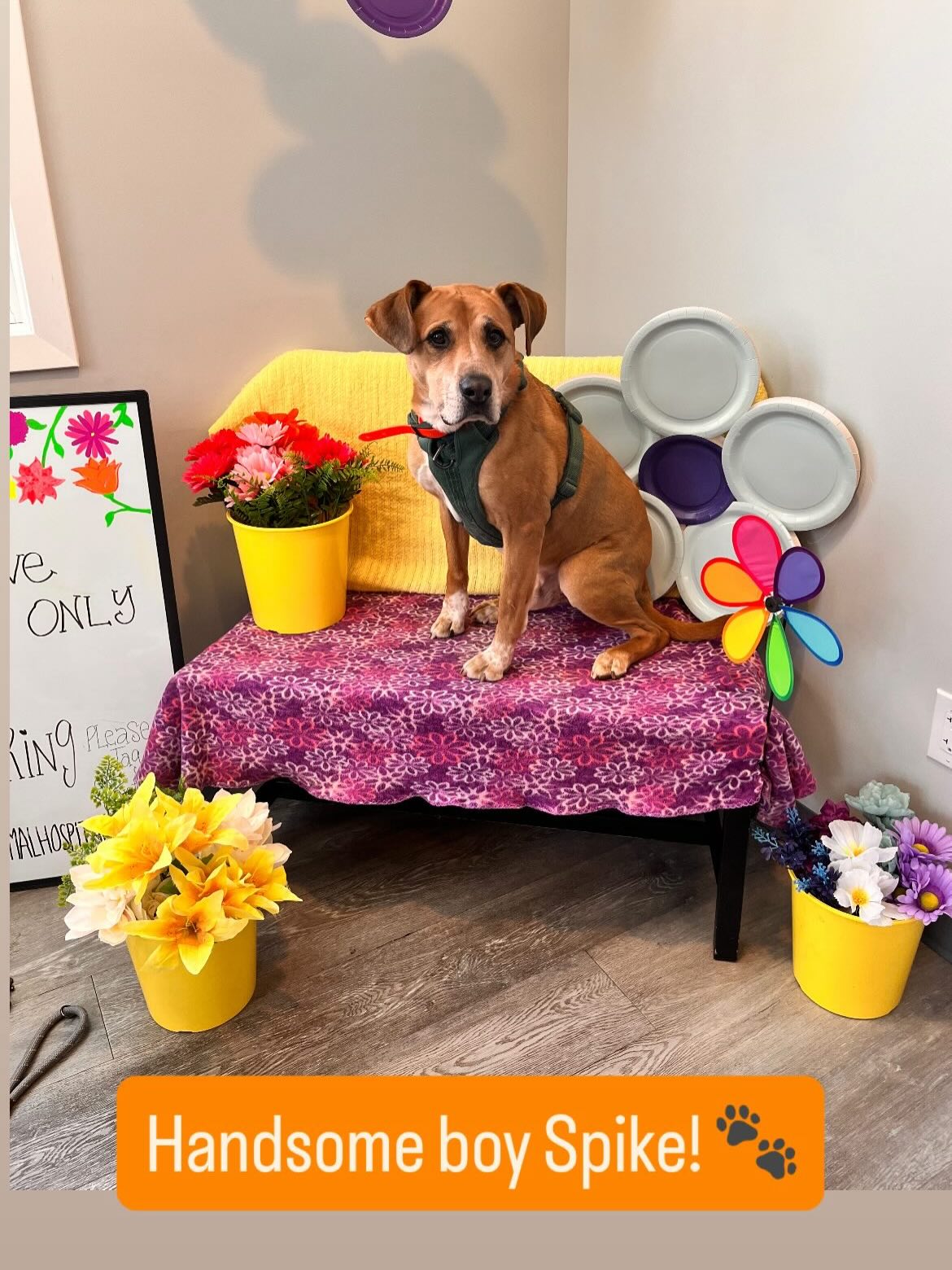 Tri-County Animal Hospital Wayne