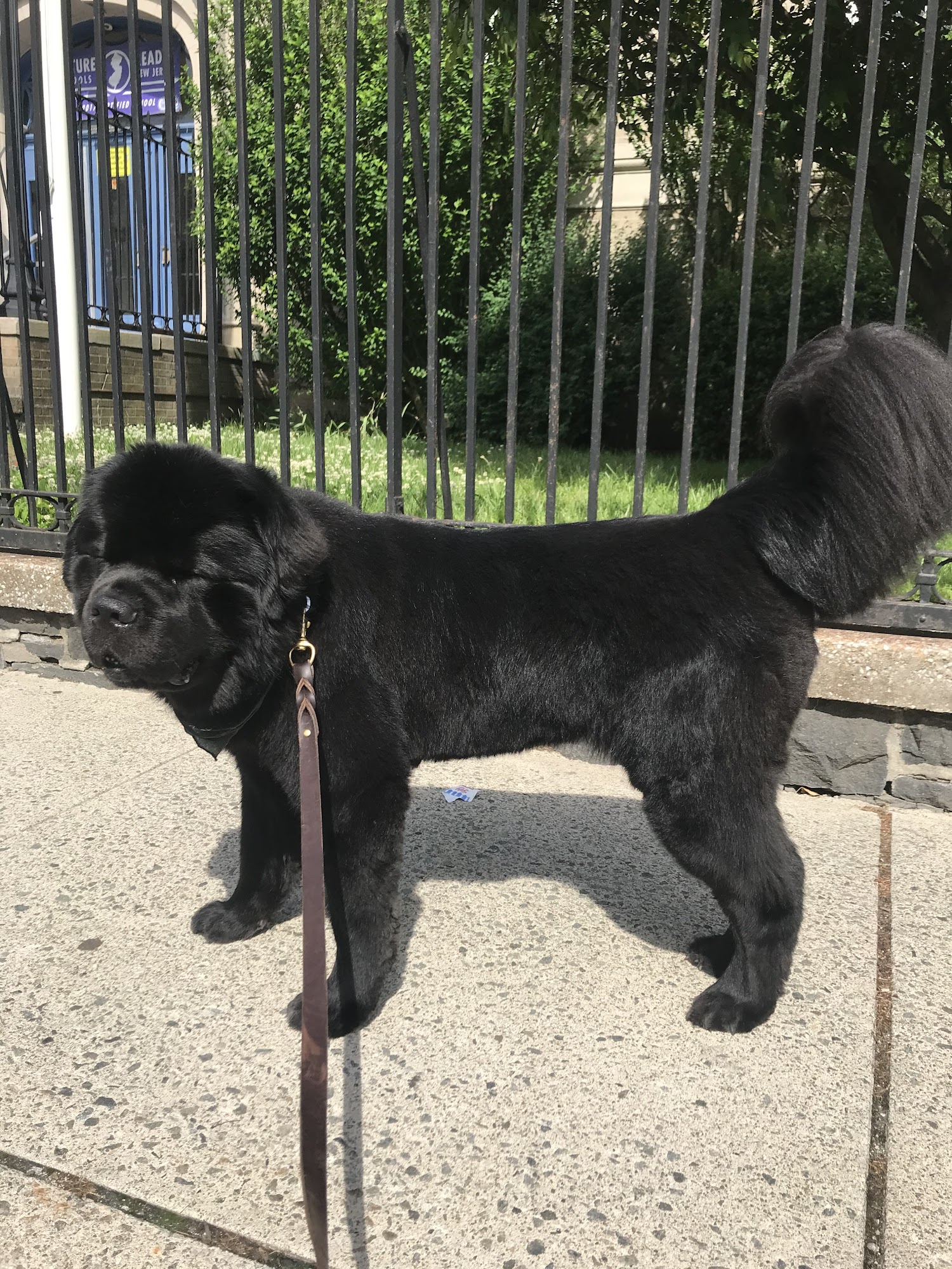 Bark Avenue Groomers Weehawken