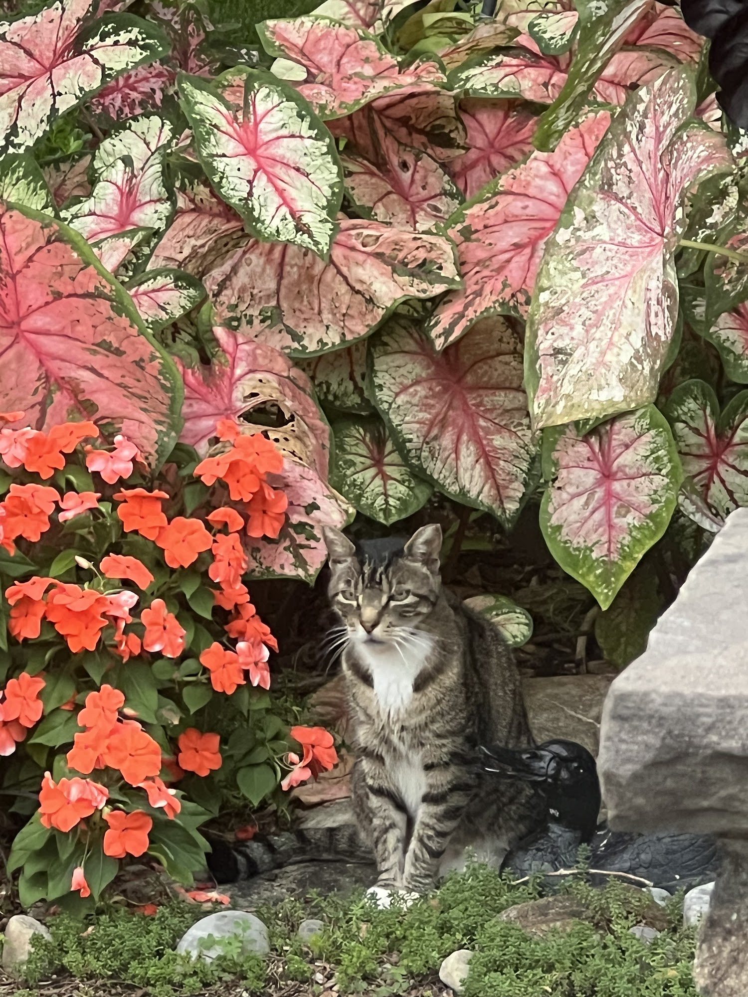 Berlin Township Animal Hospital West Berlin