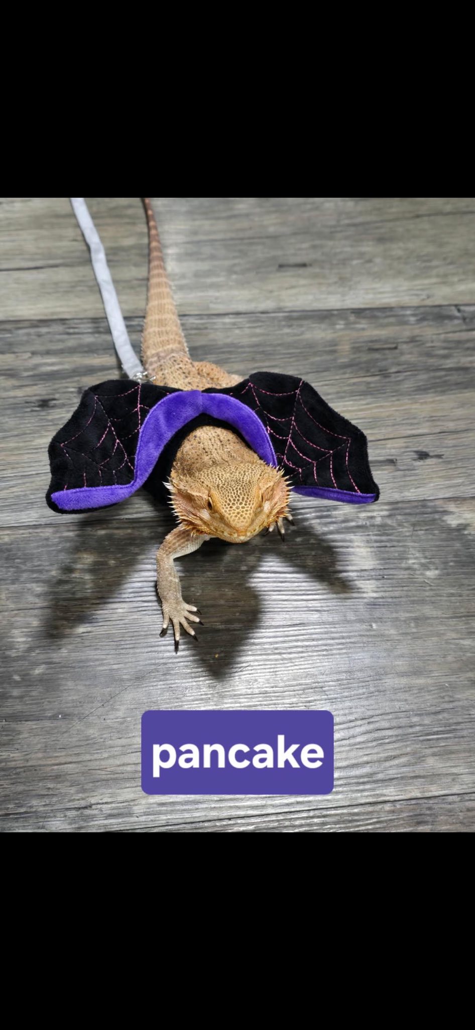 Nurture Pet-Berlin West Berlin