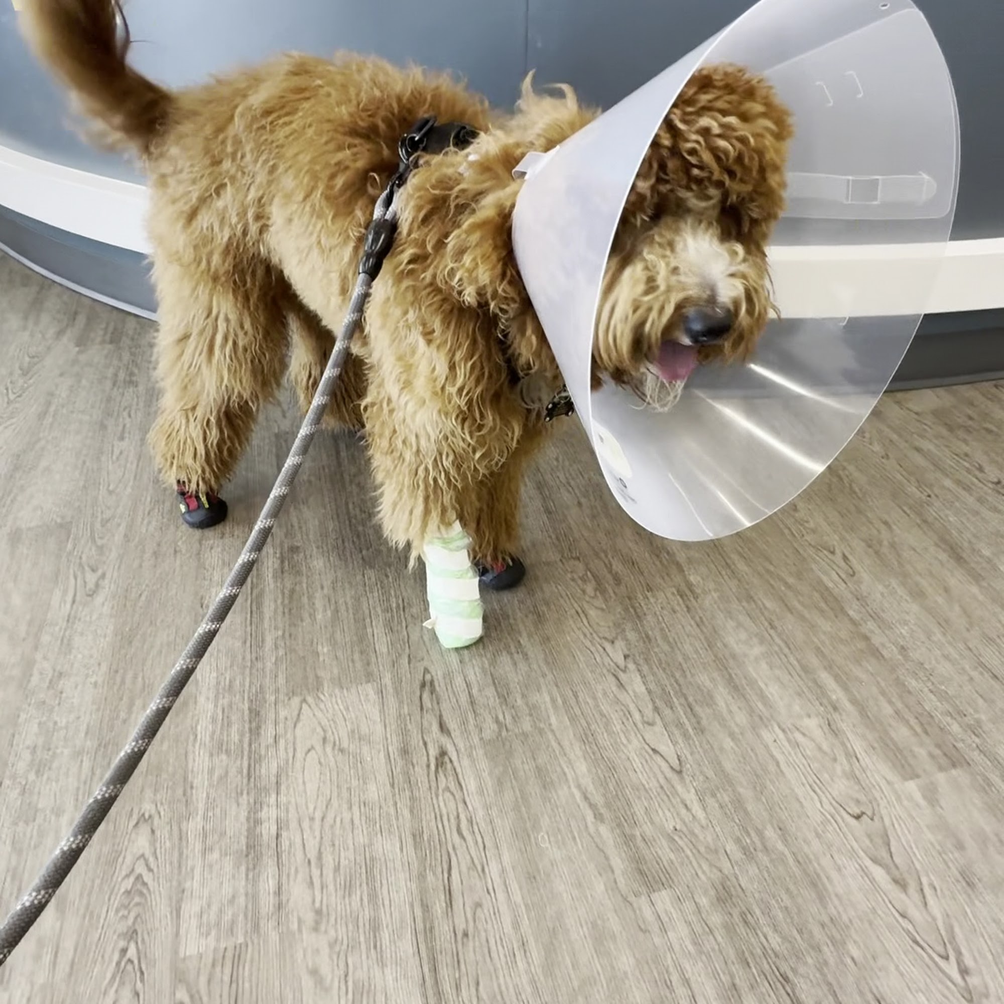 Animal Emergency & Referral Associates West Caldwell