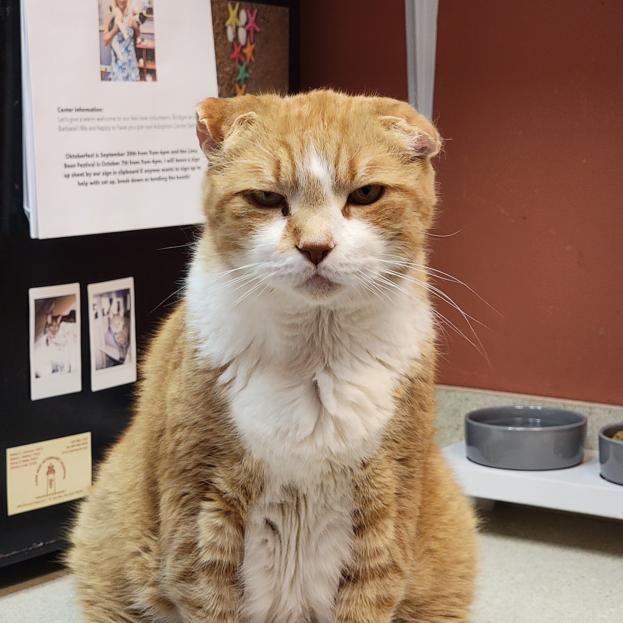 Animal Outreach West Cape May