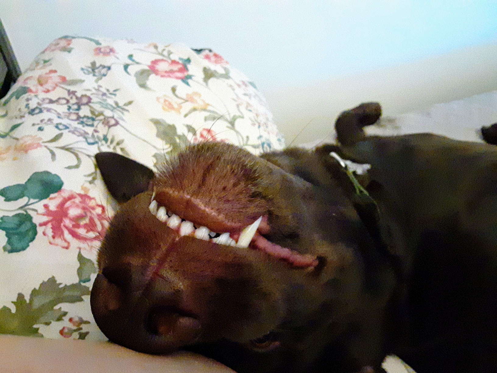 Ellie's Grooming West Milford