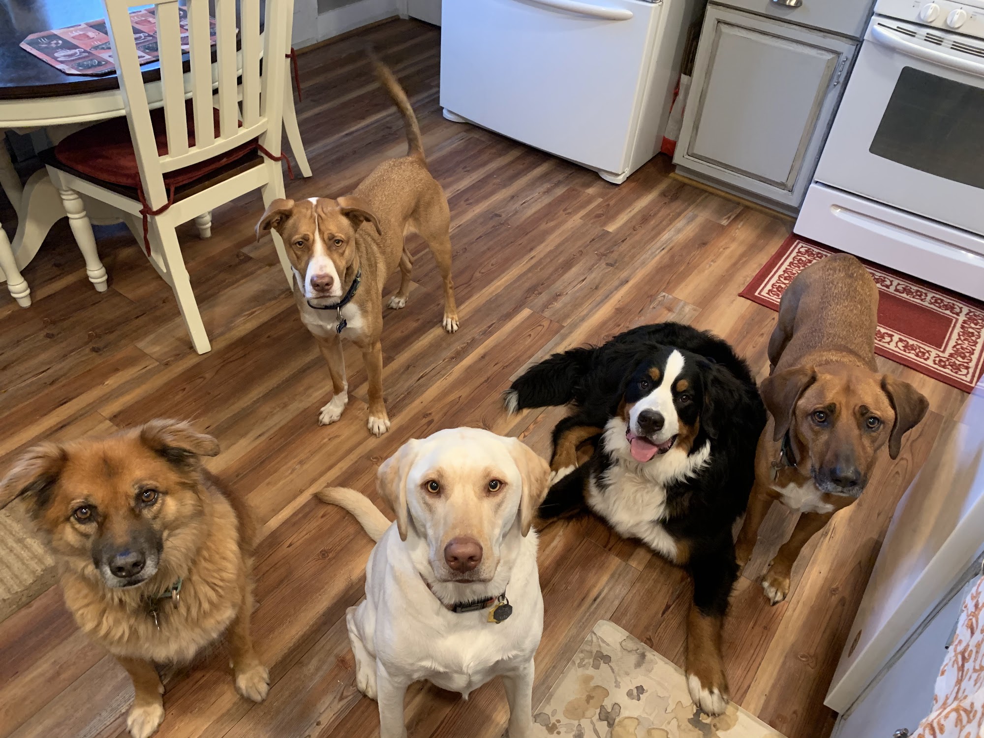 Blissful Wags, LLC - Dog walking & pet sitting service West Milford