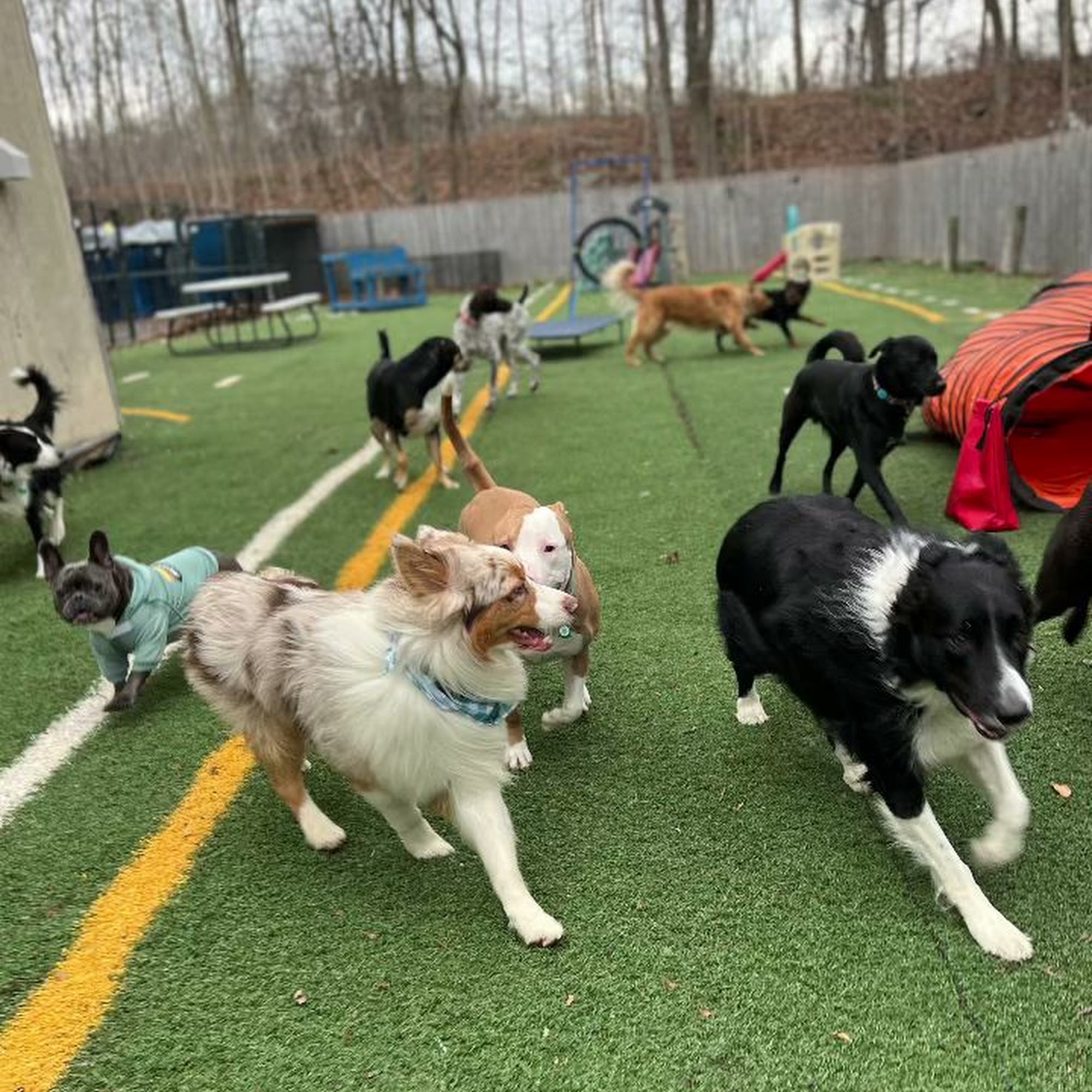 Unleashed Dog Solutions West Milford