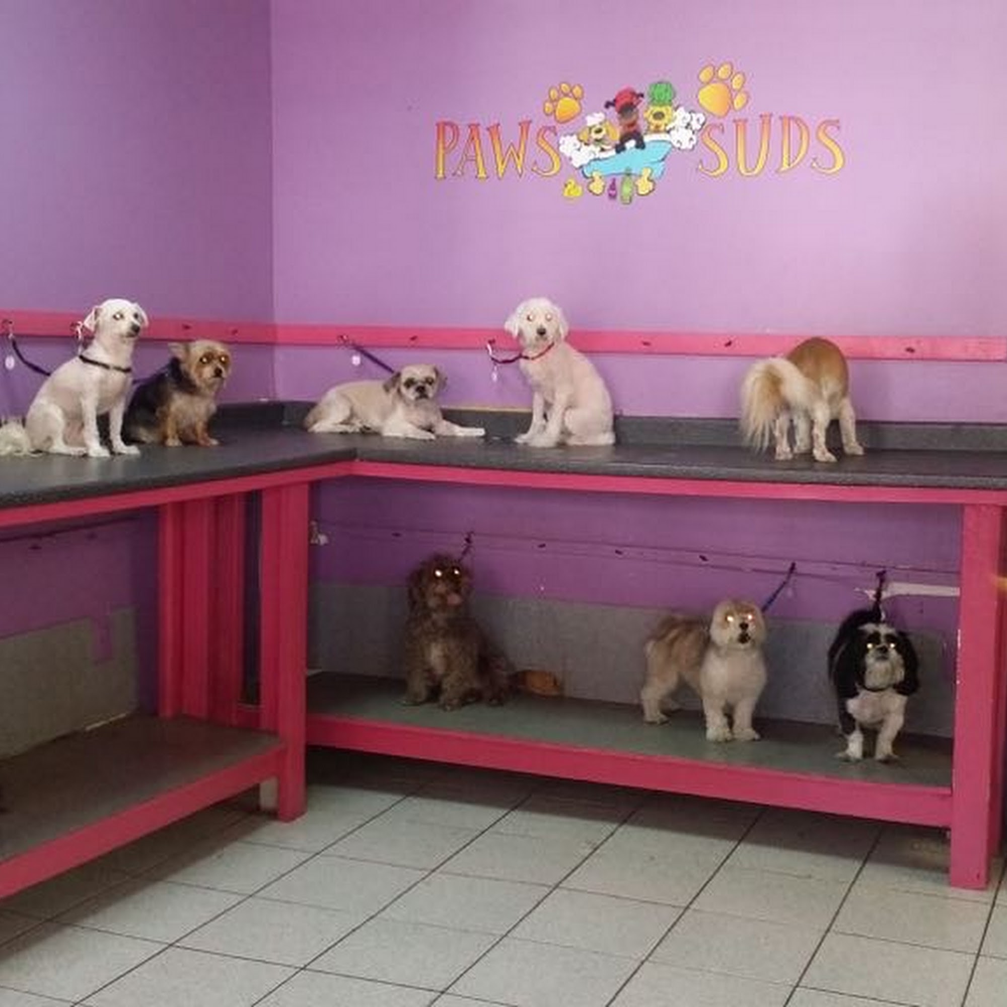 Paws and Suds 2 West New York