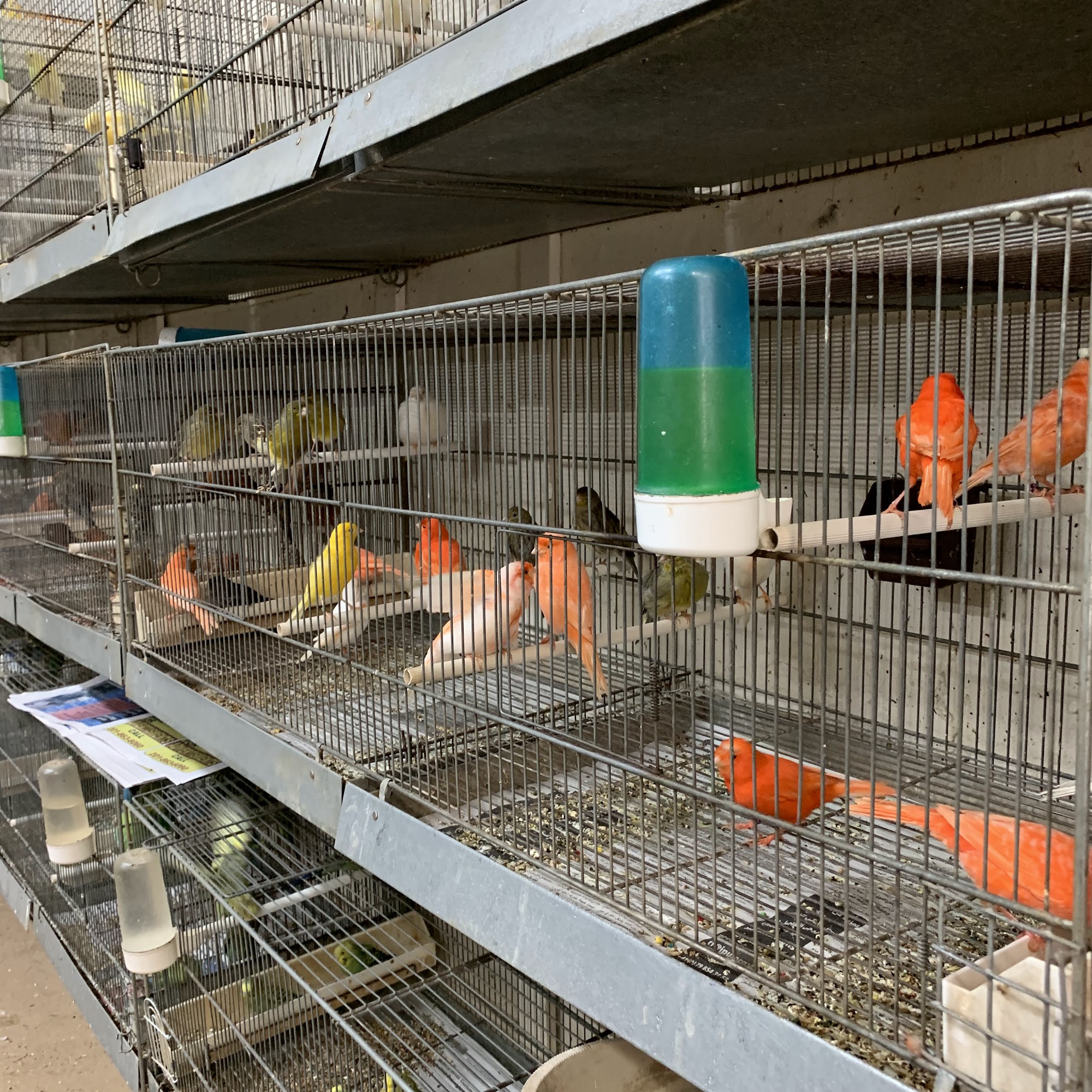 Pete's Bird Garden West New York