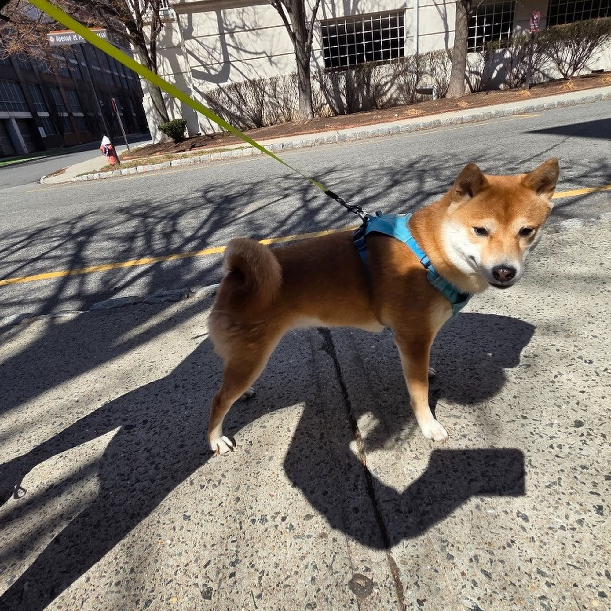 Lucky Tails West New York