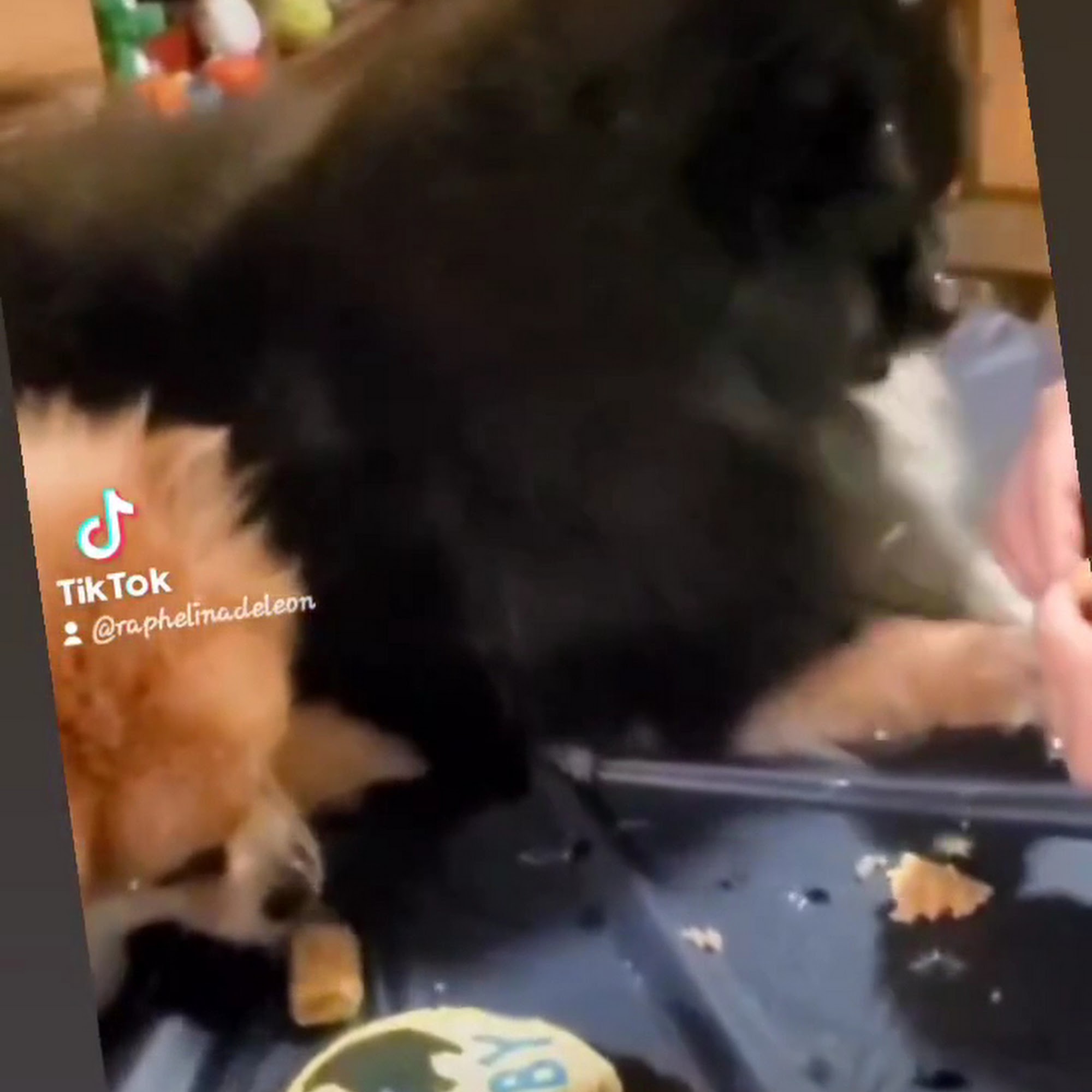 Brody's Barkery West New York