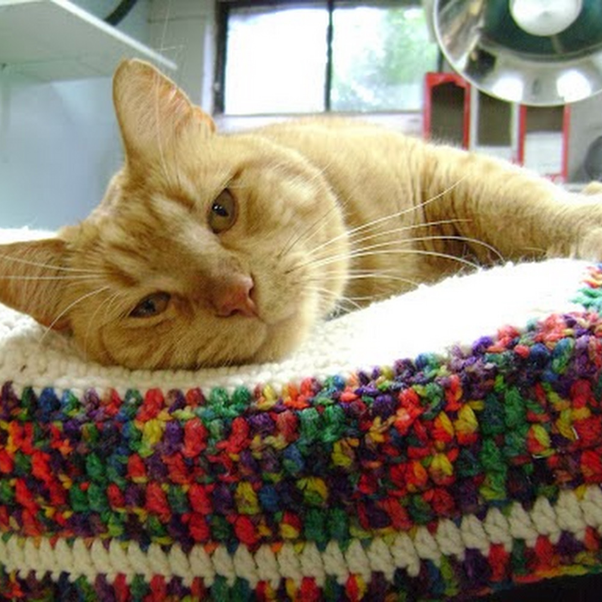 Edinburg Animal Hospital: Kerry Danielsen VMD West Windsor