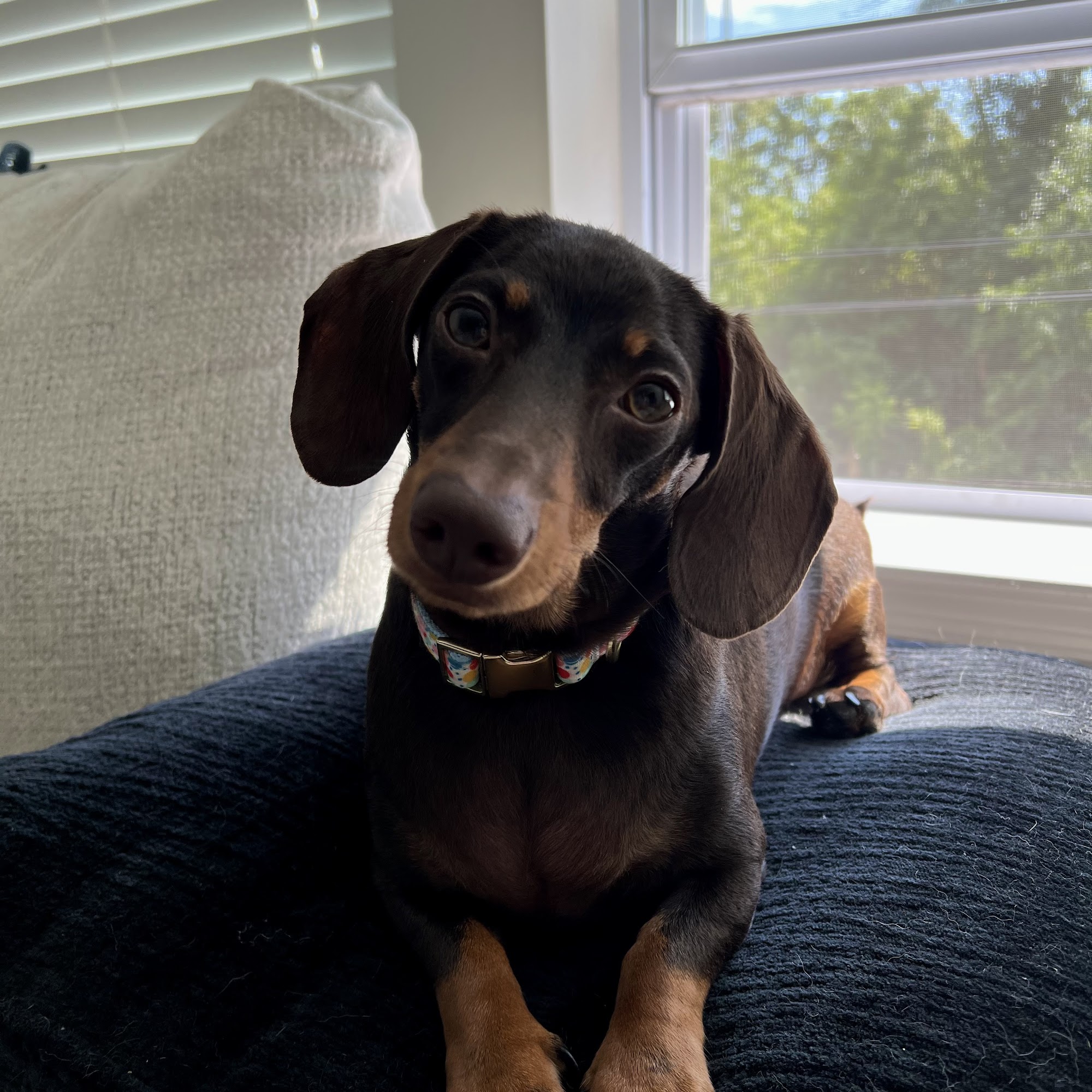 Edinburg Animal Hospital West Windsor