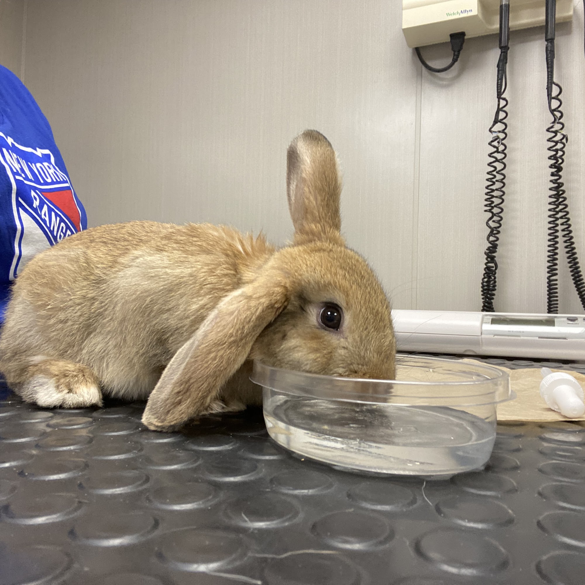 Westfield Veterinary Group Westfield