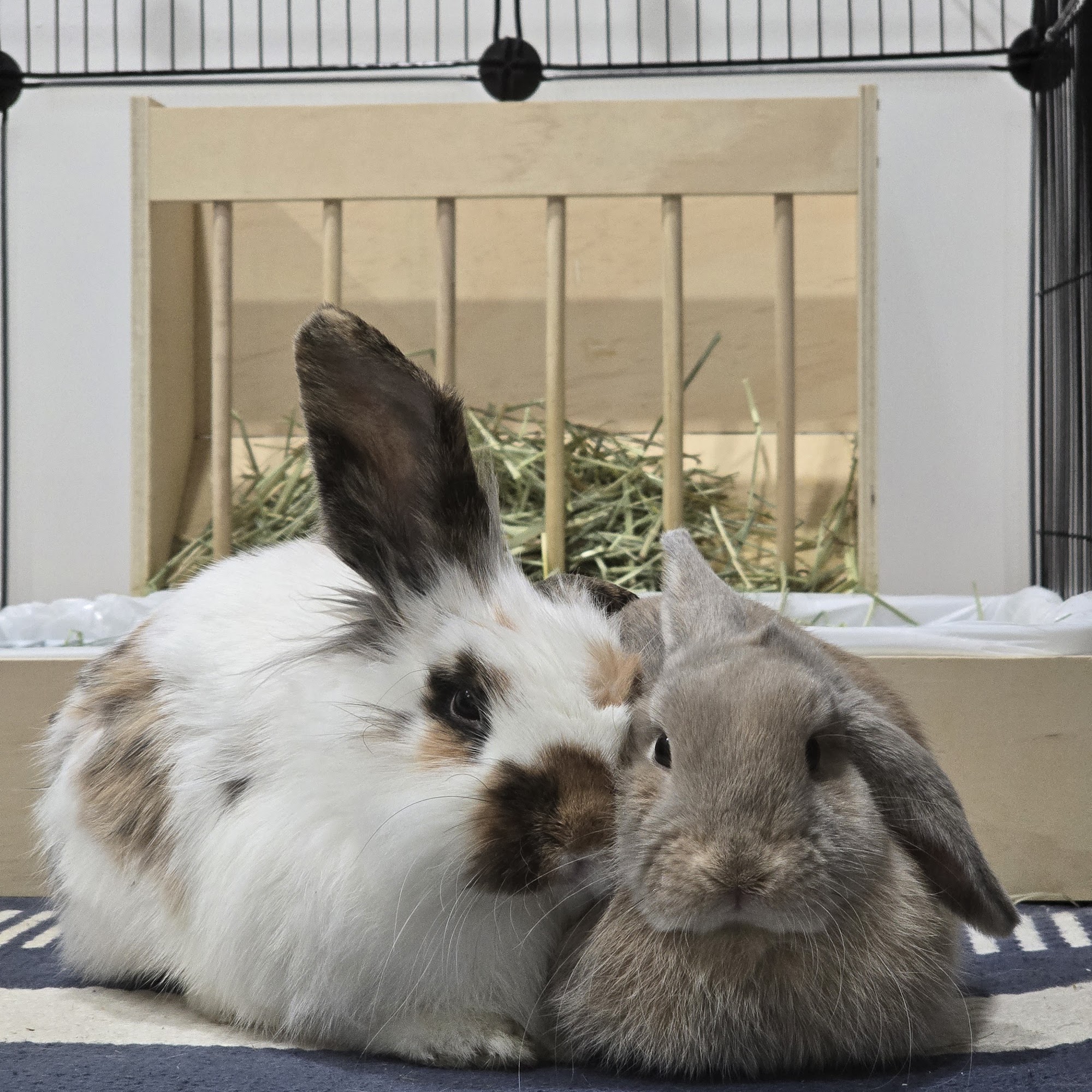 Whitehouse Veterinary Hospital Whitehouse Station