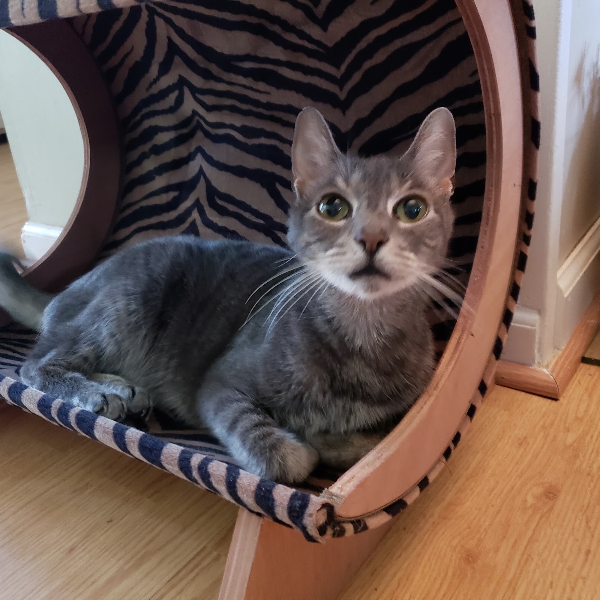 Willingboro Veterinary Clinic Willingboro