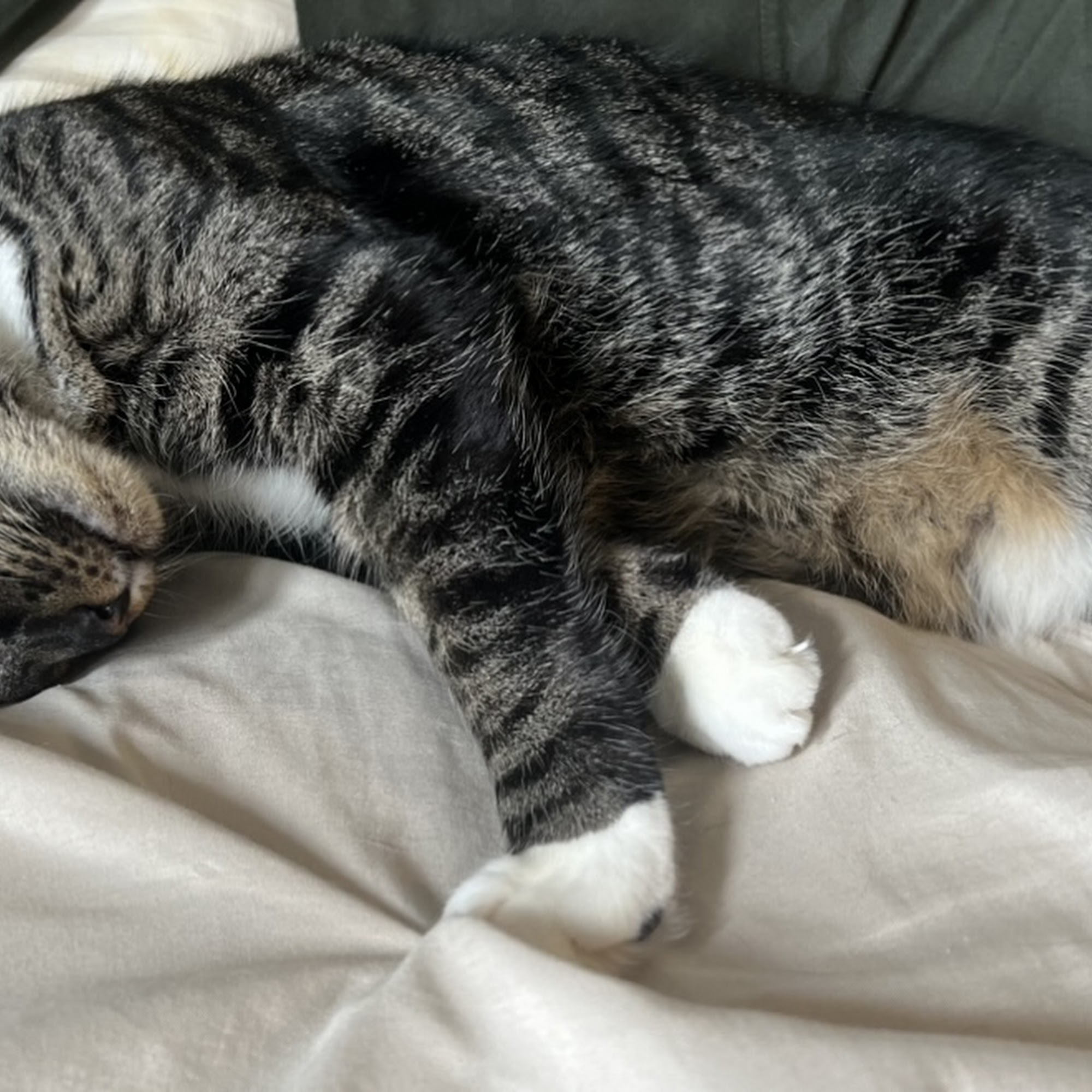 Garden State Veterinary Services Woodbridge Woodbridge