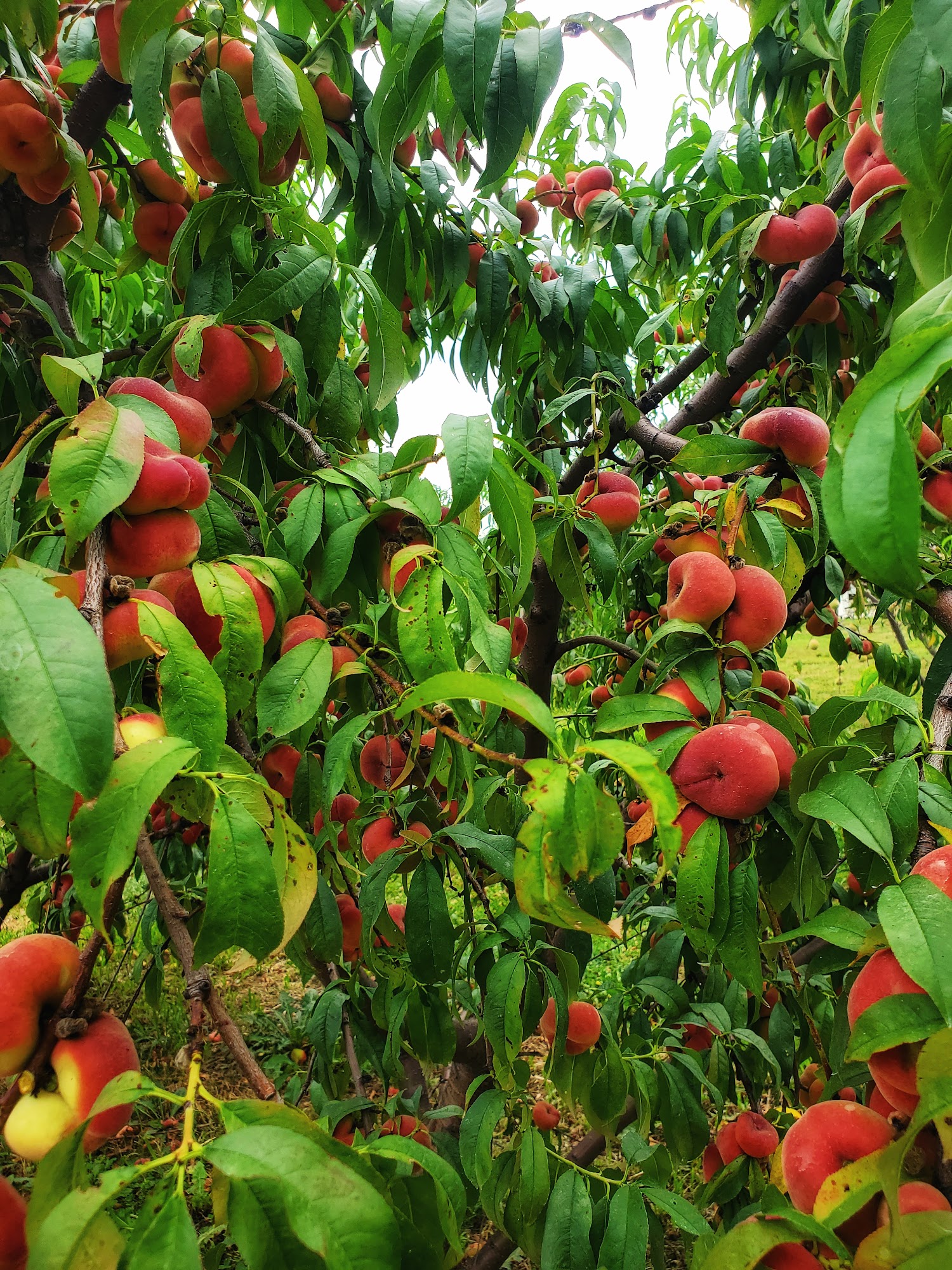 Robson's Farm Wrightstown