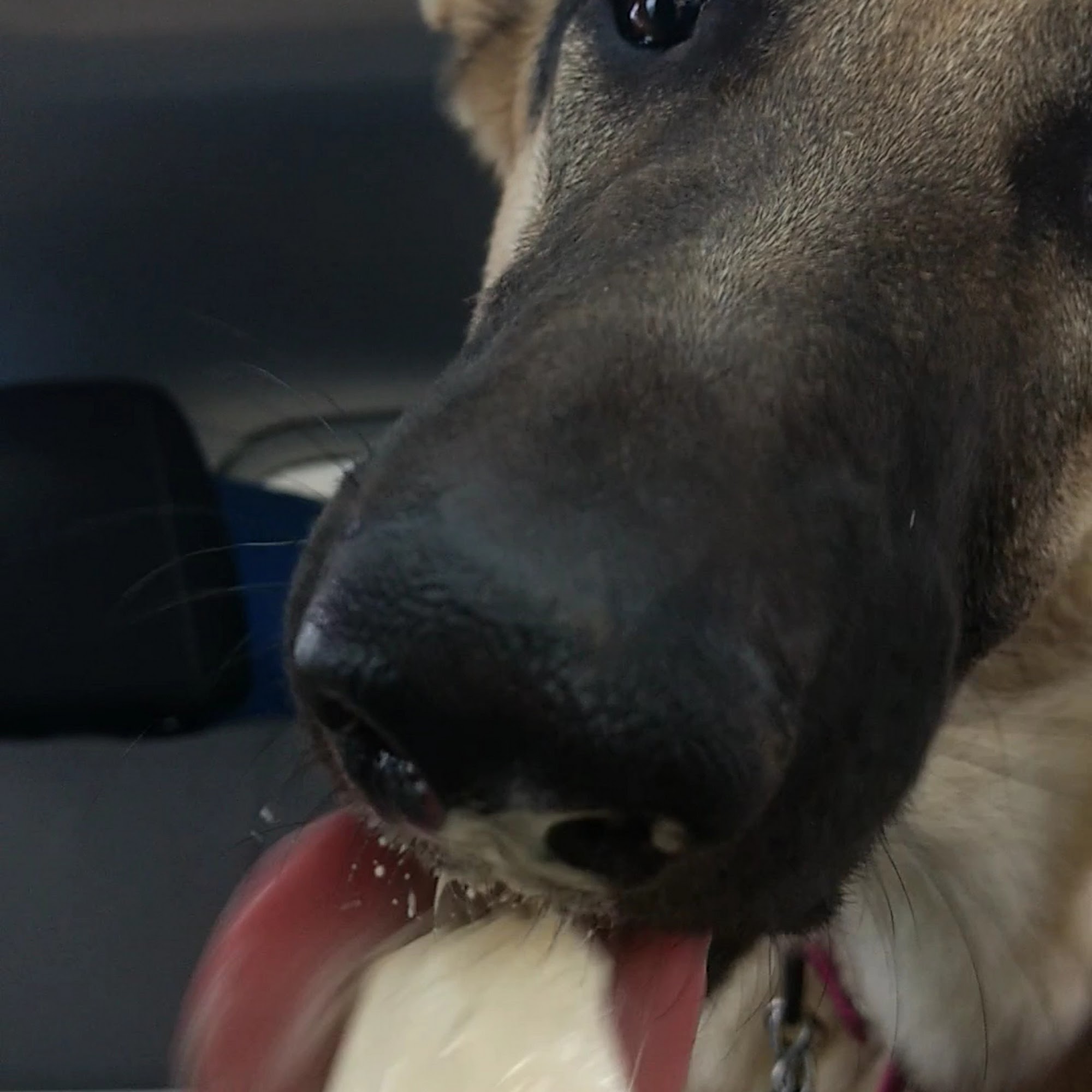 Caliche's Frozen Custard Alamogordo