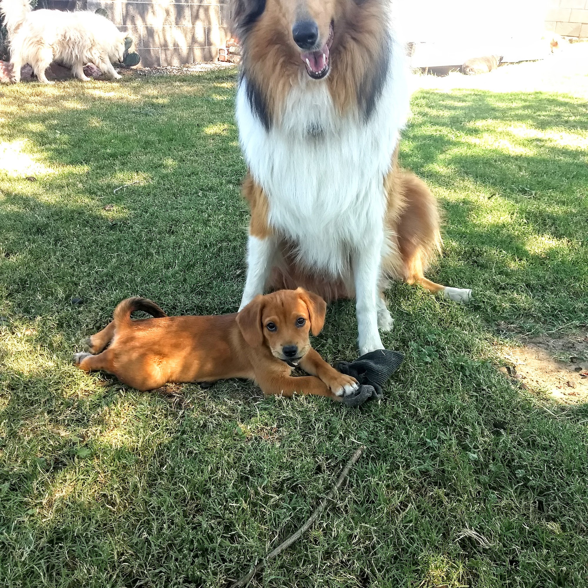 Ark Animal Hospital Alamogordo