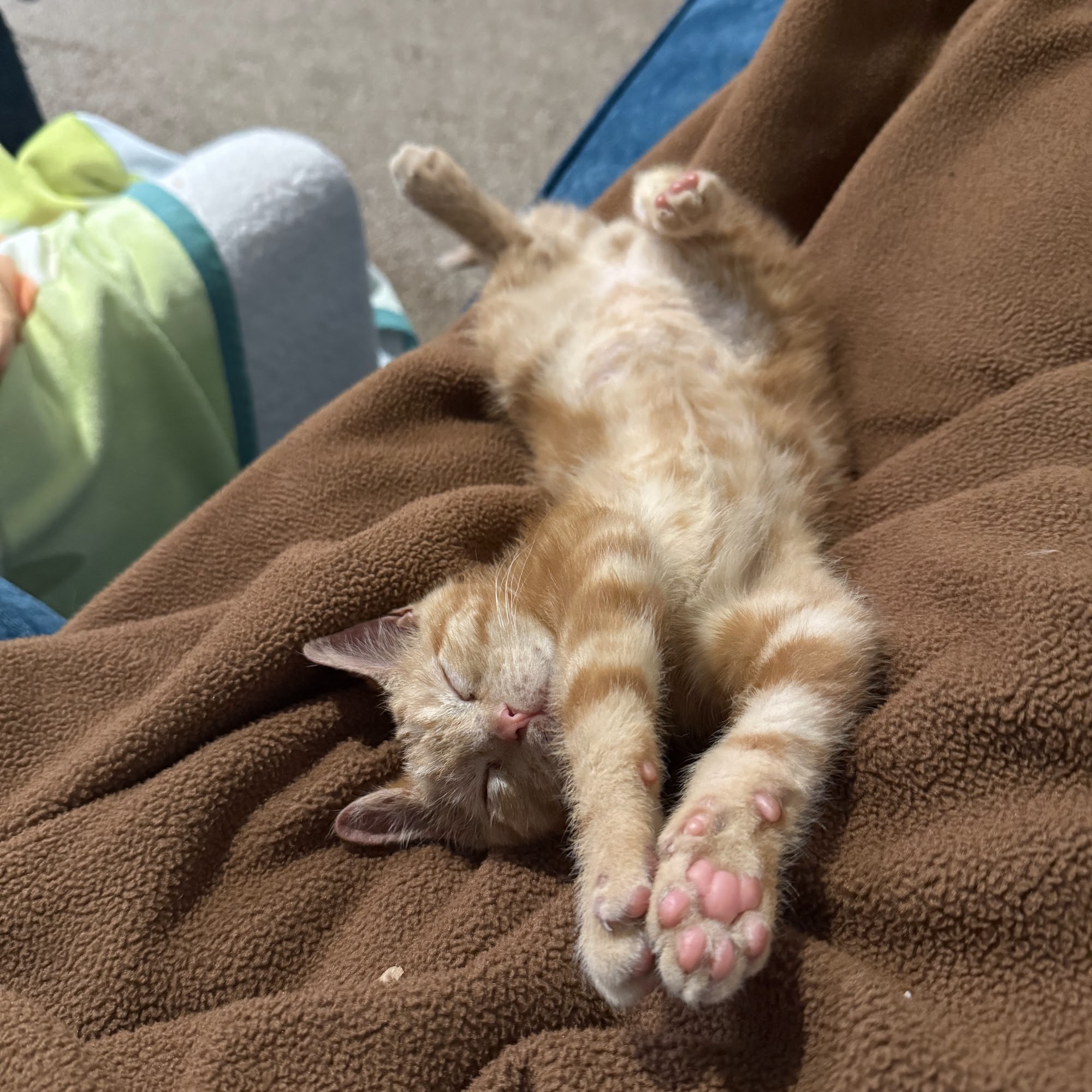 Alamogordo Animal Hospital Alamogordo