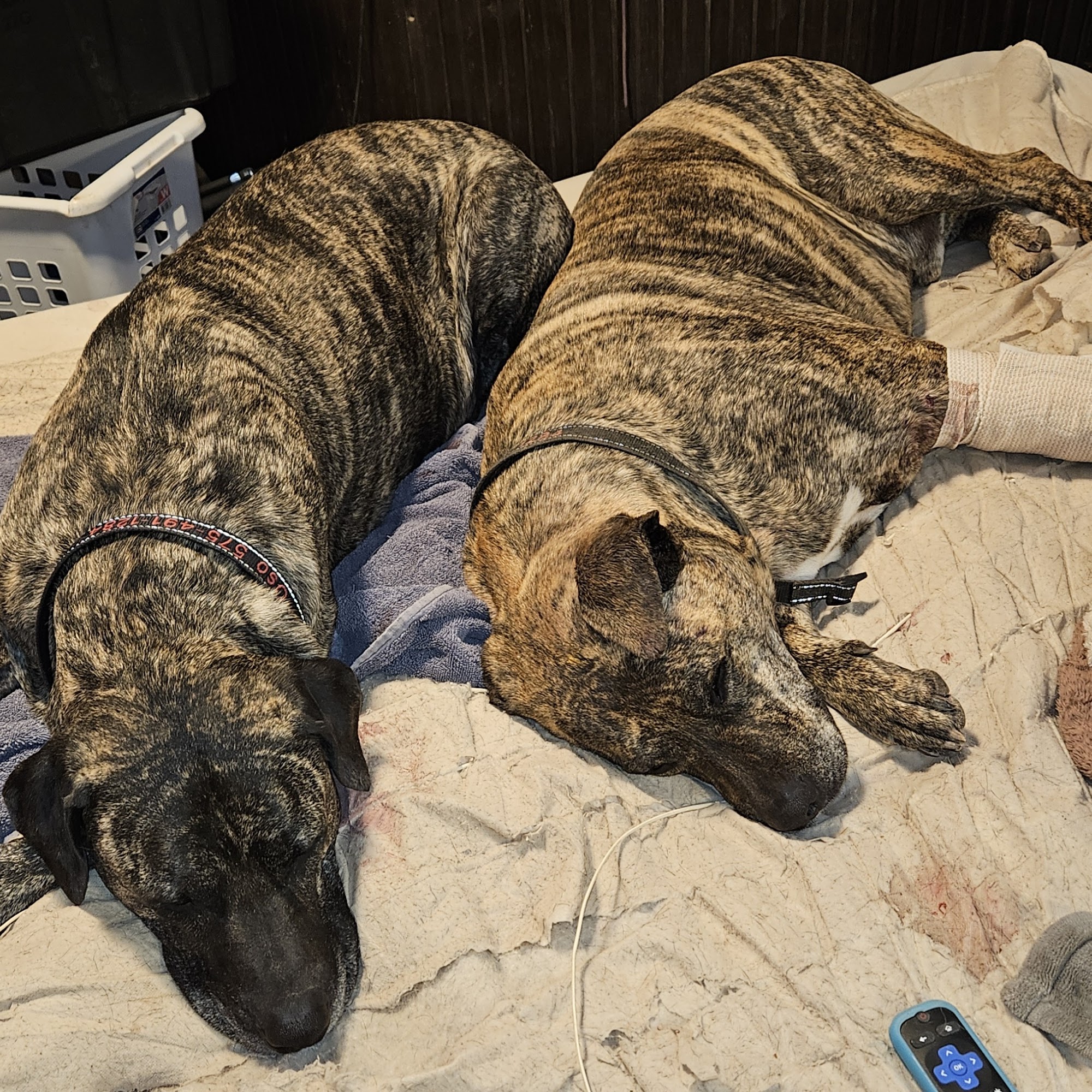 Button Brand Veterinary Clinic Alamogordo