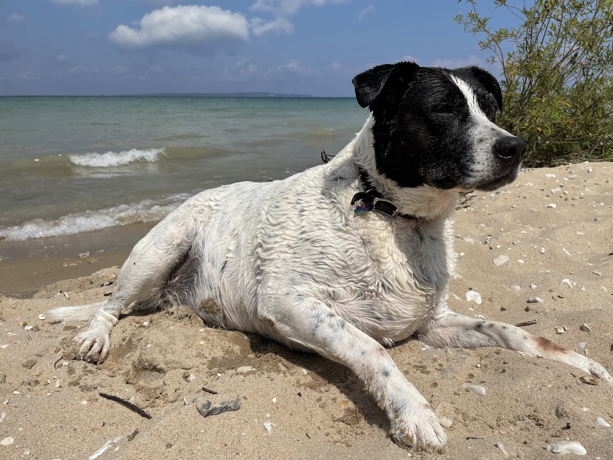 Button Brand Veterinary Clinic Alamogordo