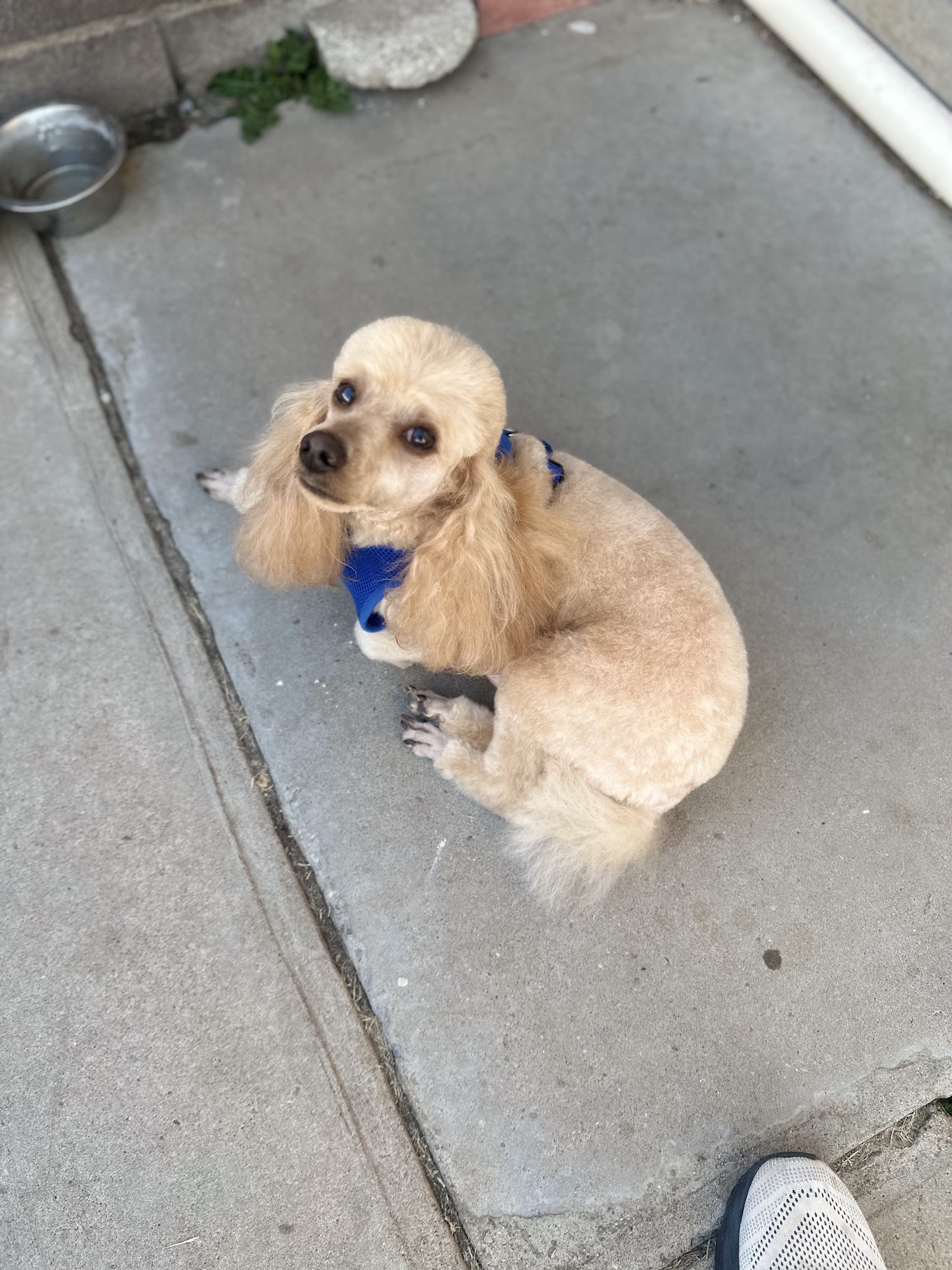 Pampered Pooches Grooming Spa Alamogordo