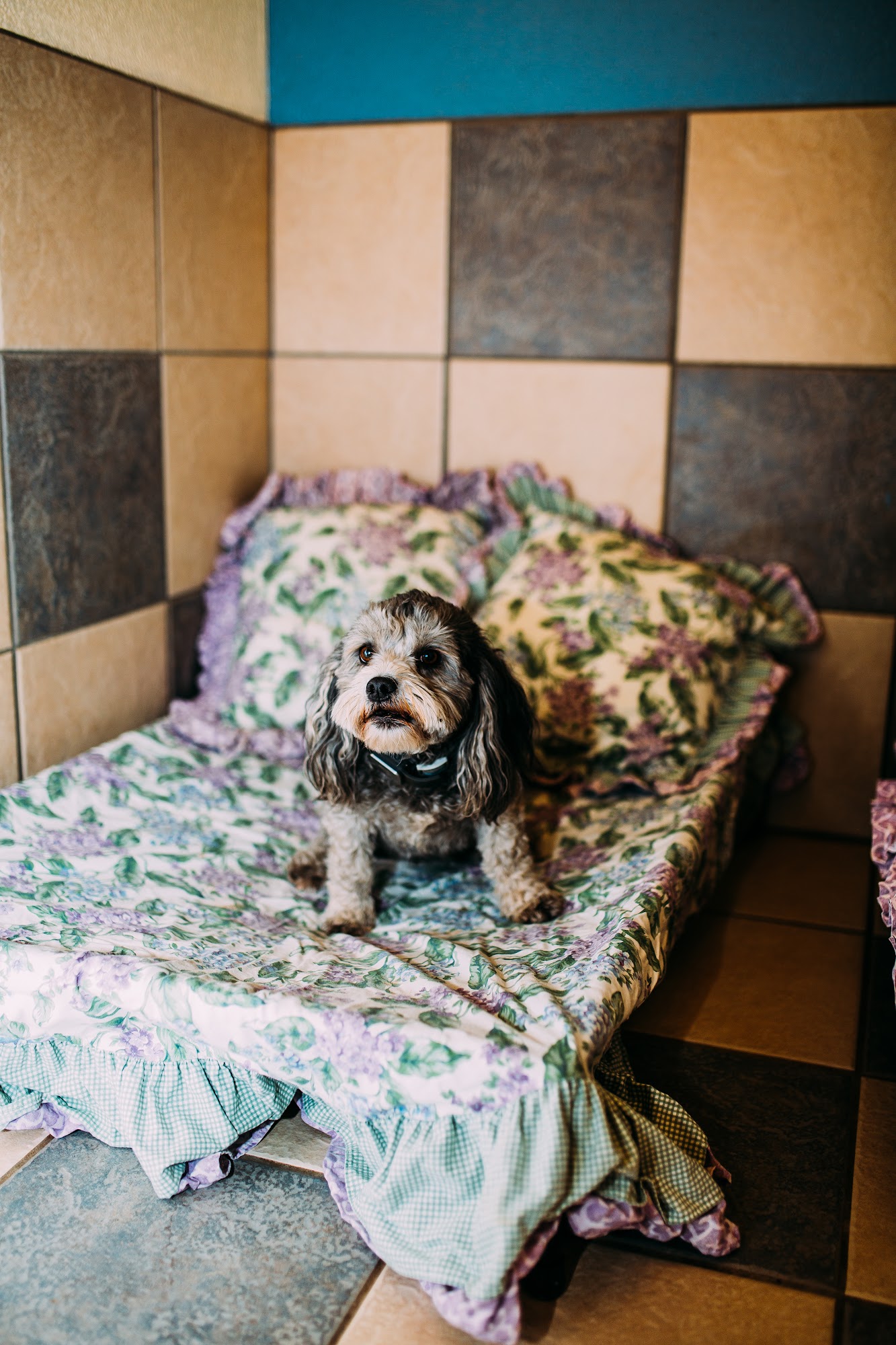 Cottonwood Pet Resort Alamogordo