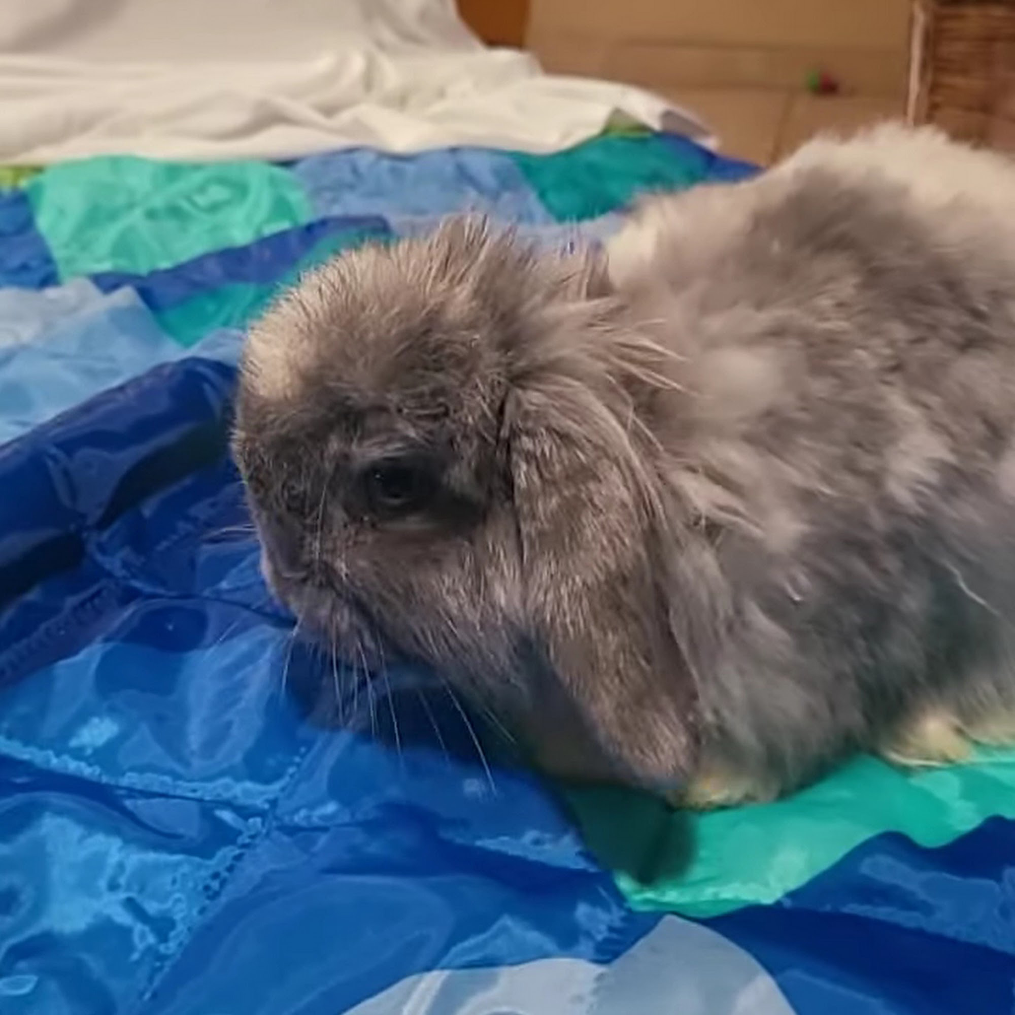 TLC Pet Hospital Albuquerque