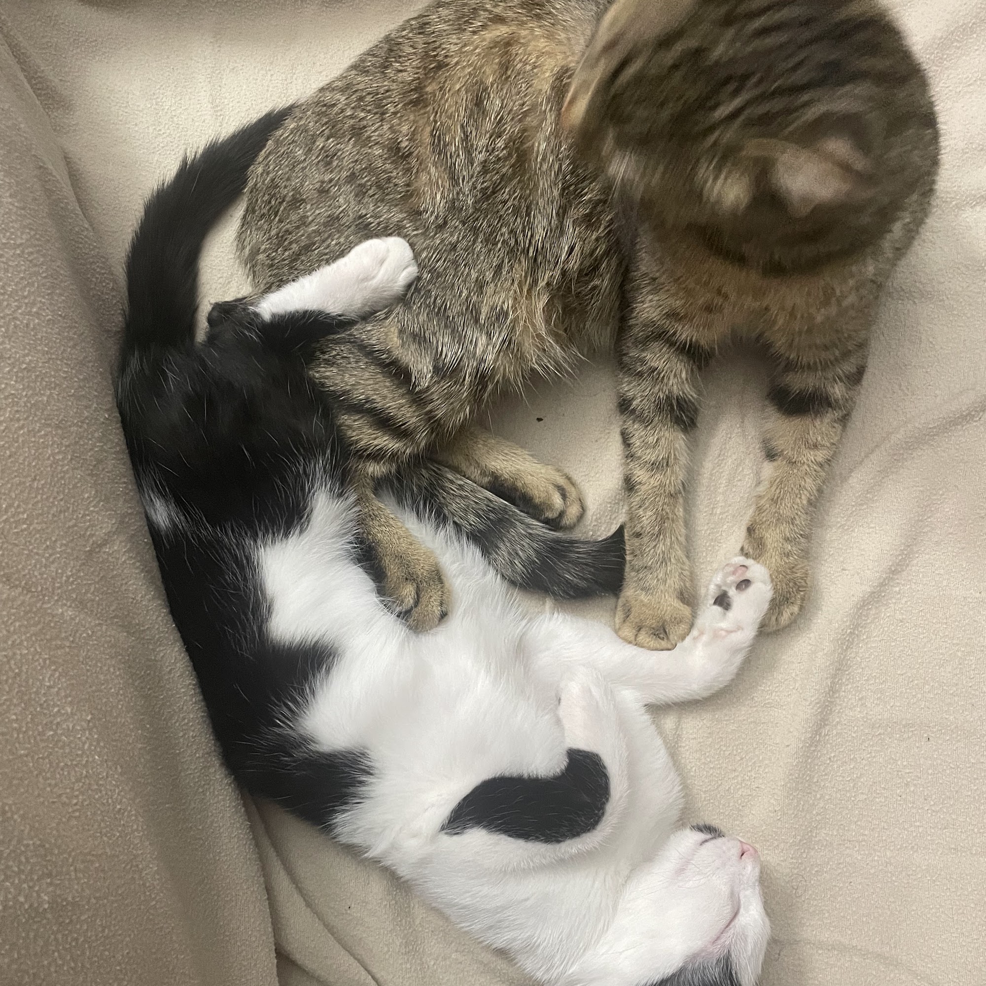 Rio Bravo Veterinary Hospital Albuquerque