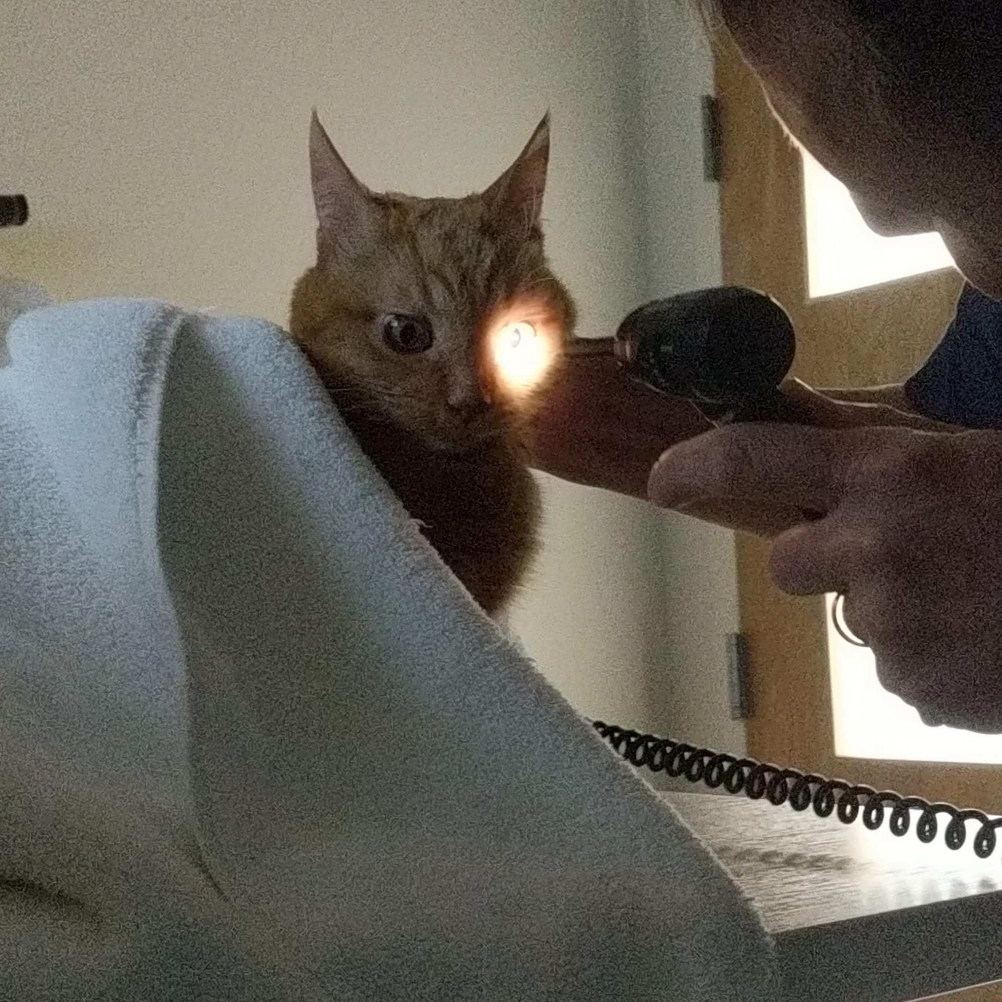 Albuquerque Cat Clinic Albuquerque