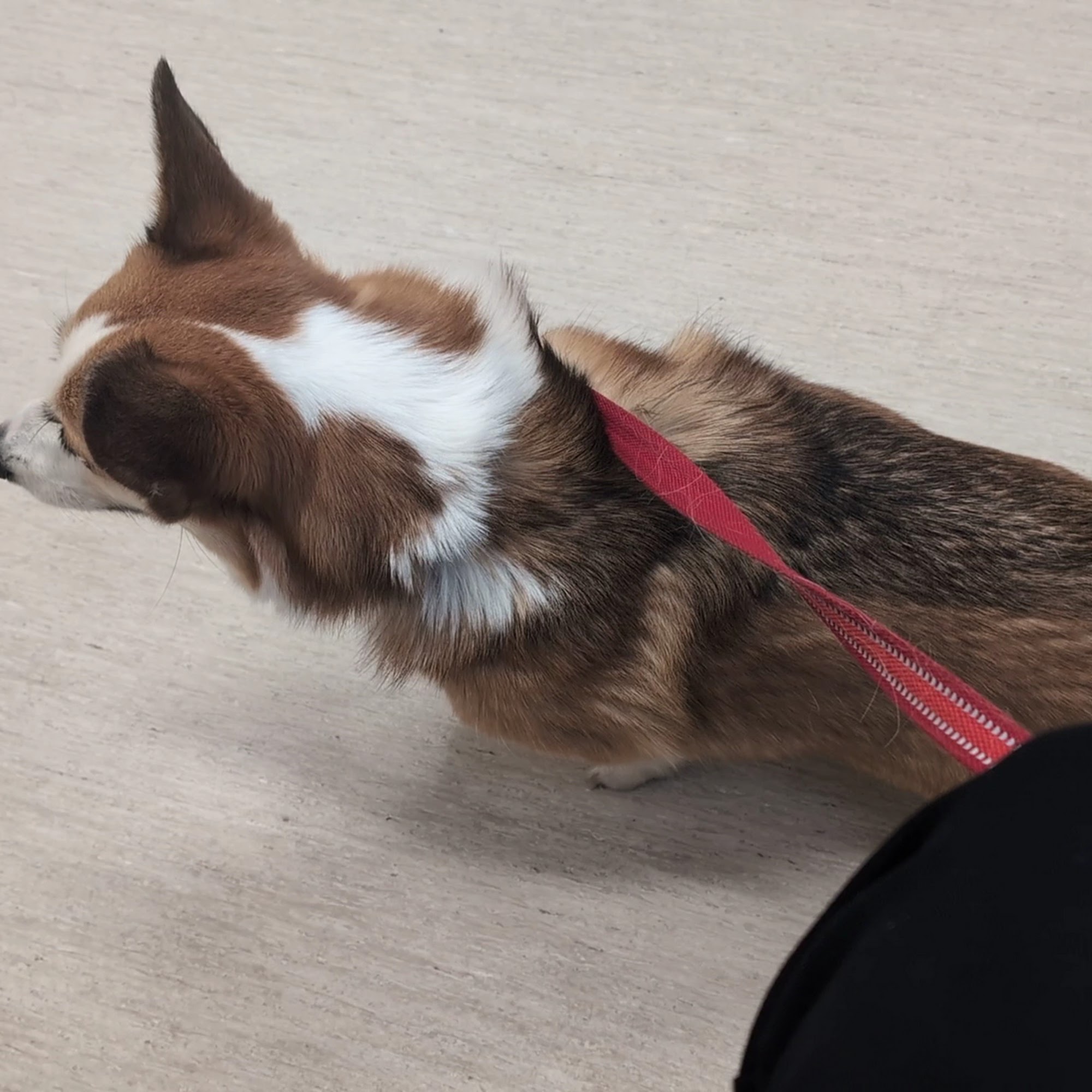 Desert Hills Animal Clinic Albuquerque