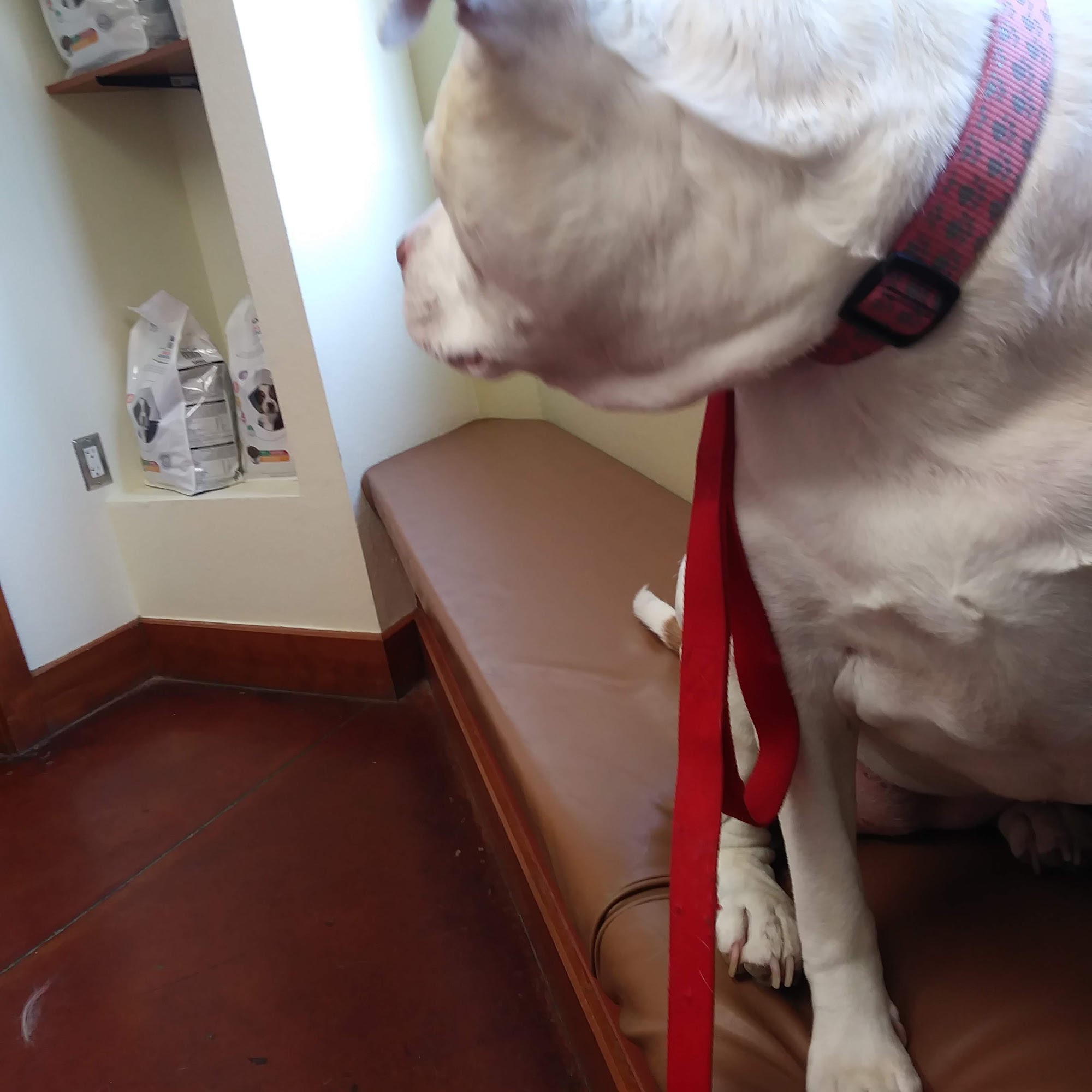 De Anza Animal Clinic Albuquerque