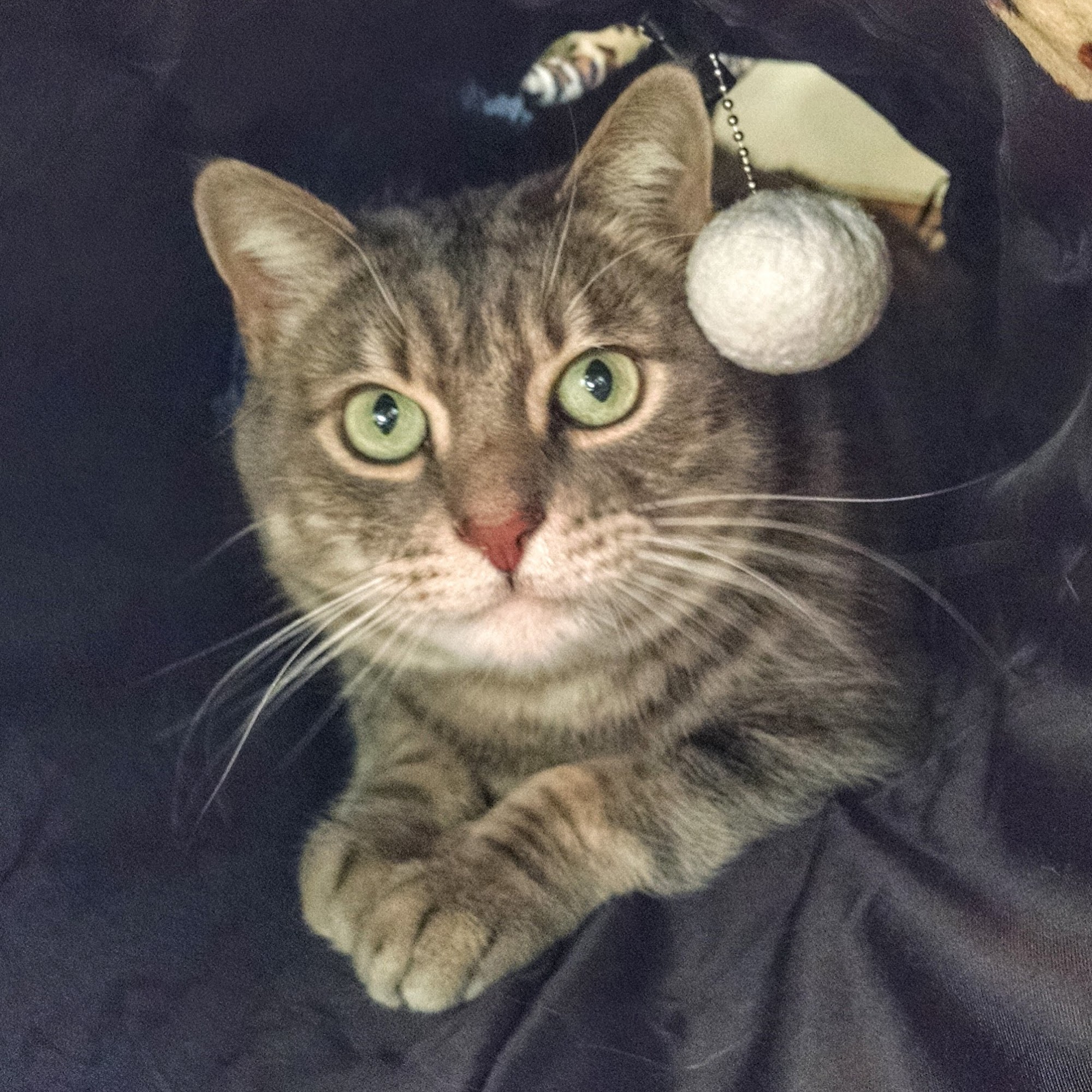 Lomas Veterinary Clinic Albuquerque