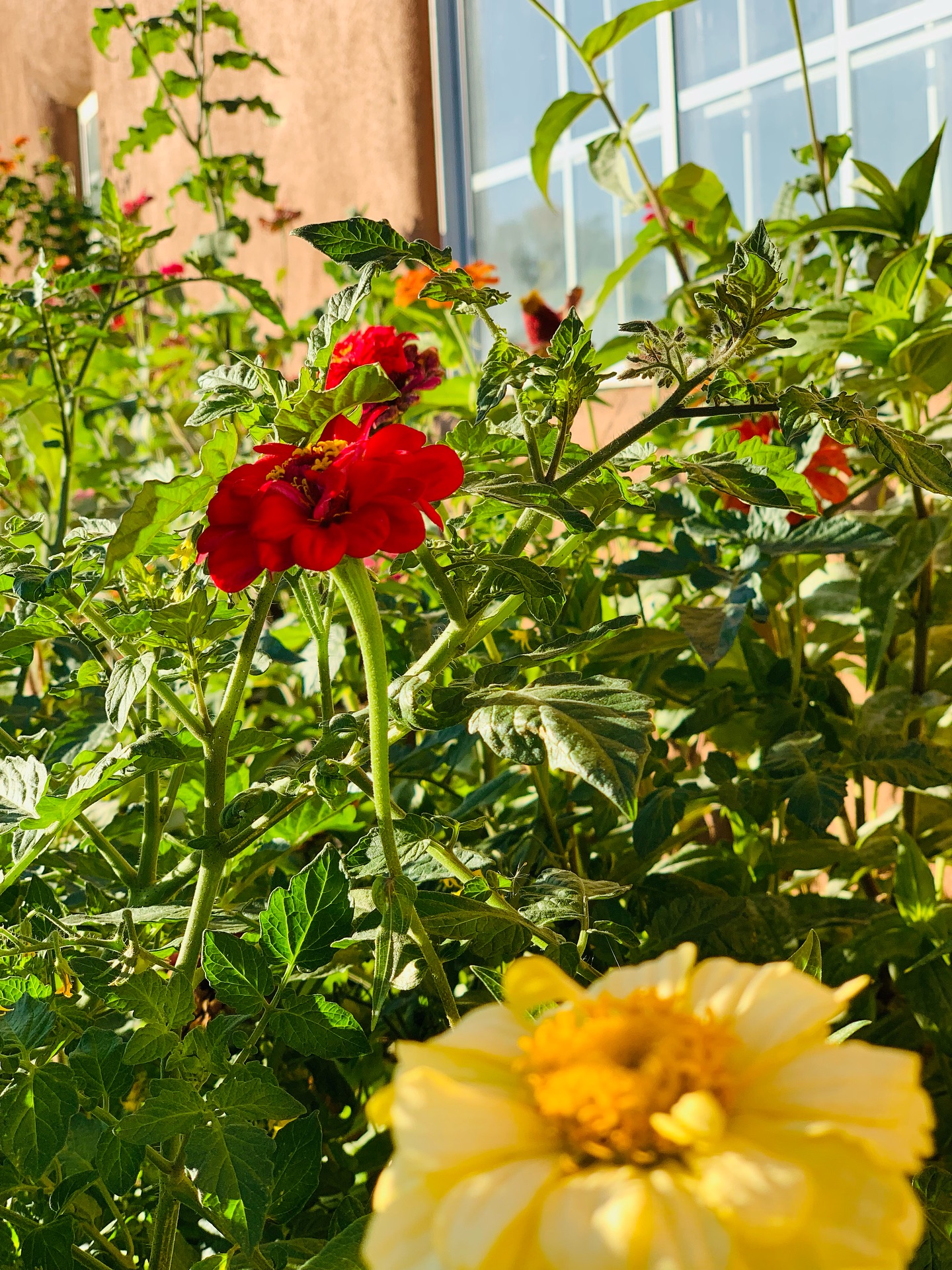 Cutbow Coffee Albuquerque