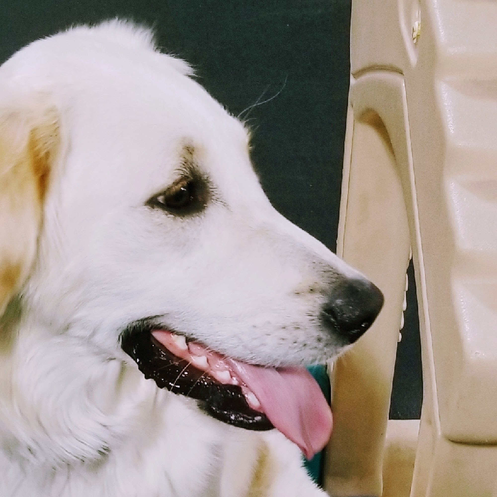 Arie's Dogland LLC Albuquerque