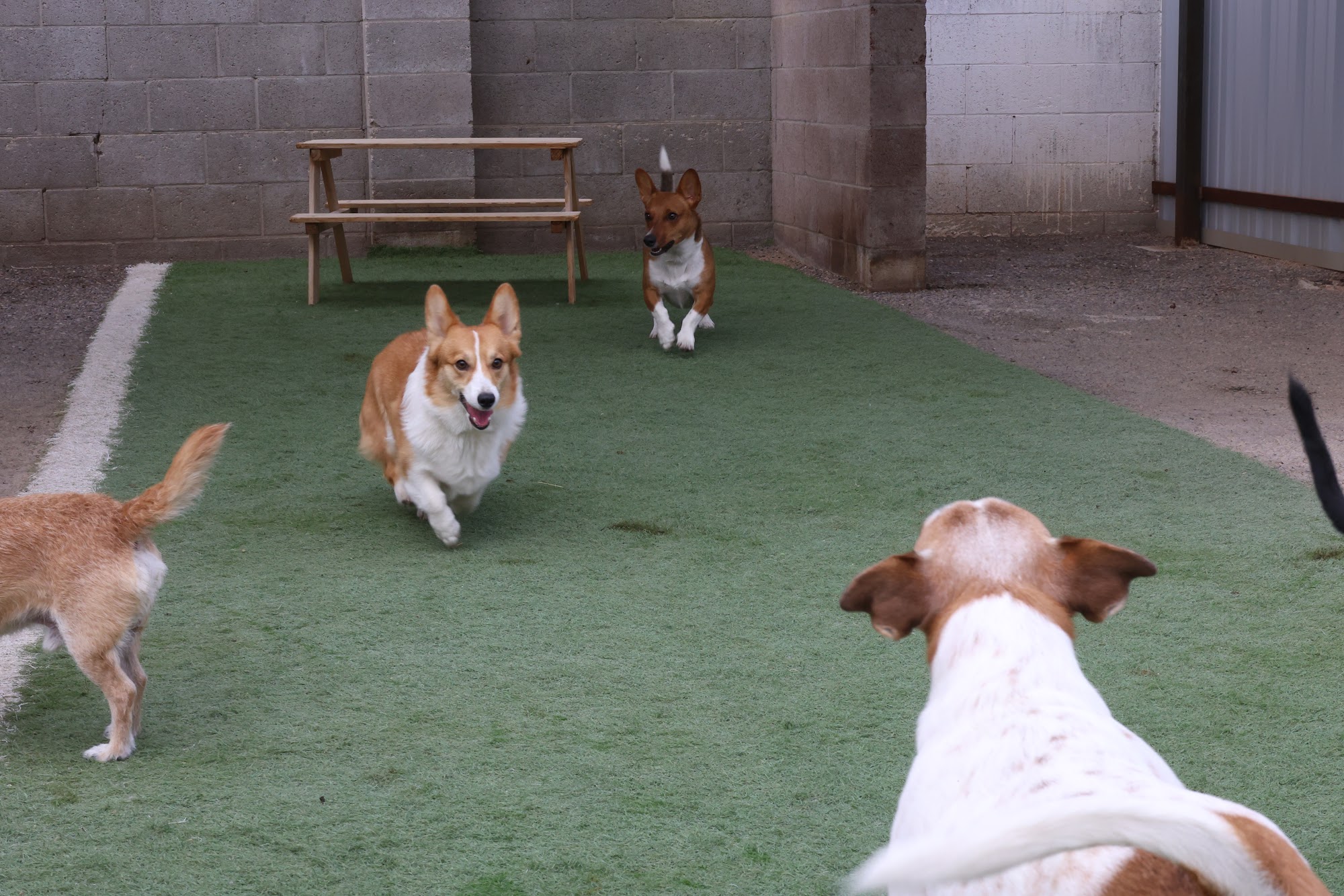 Beck 'n Call Pet Services, Inc. Albuquerque