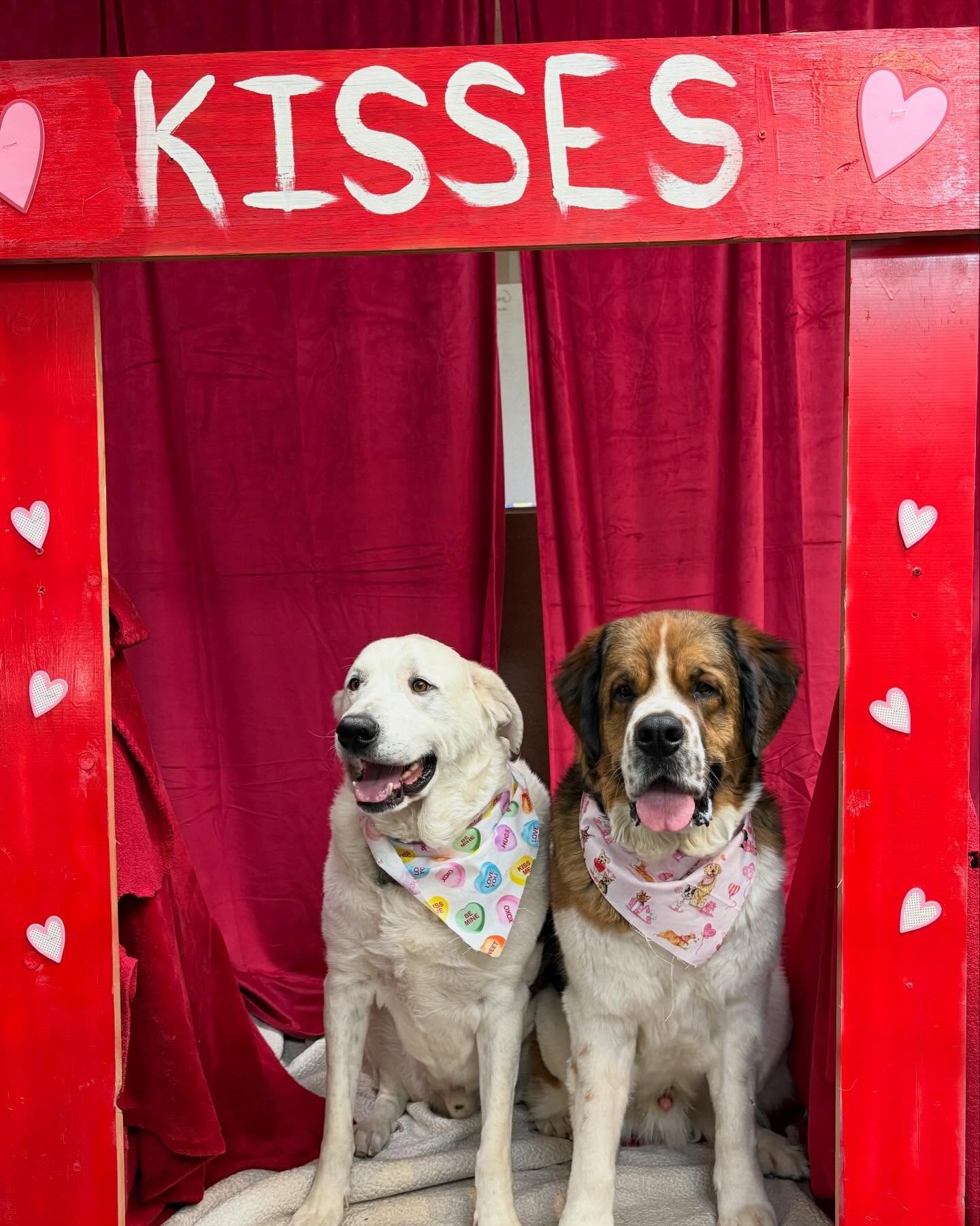 Beck 'n Call Pet Services, Inc. Albuquerque