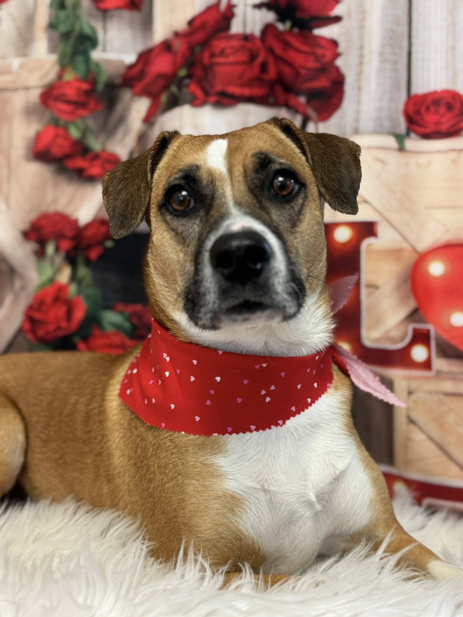 Duke City Dog Spa and Lodge Albuquerque