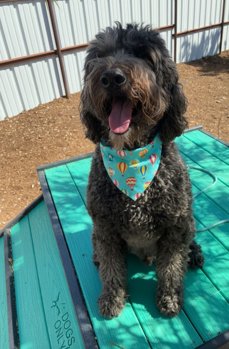 Duke City Dog Spa and Lodge Albuquerque