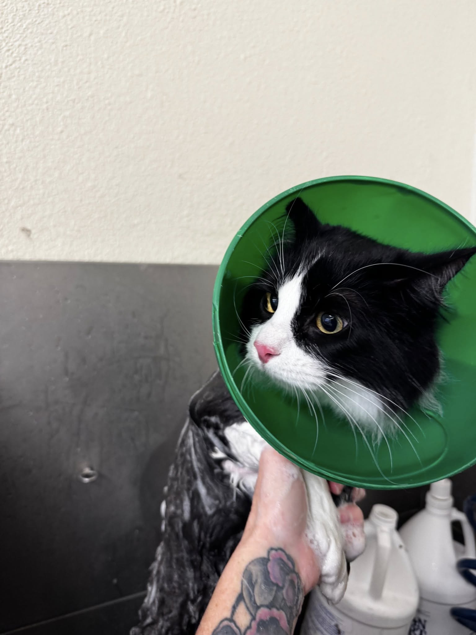 ABQ Cat Grooming Albuquerque