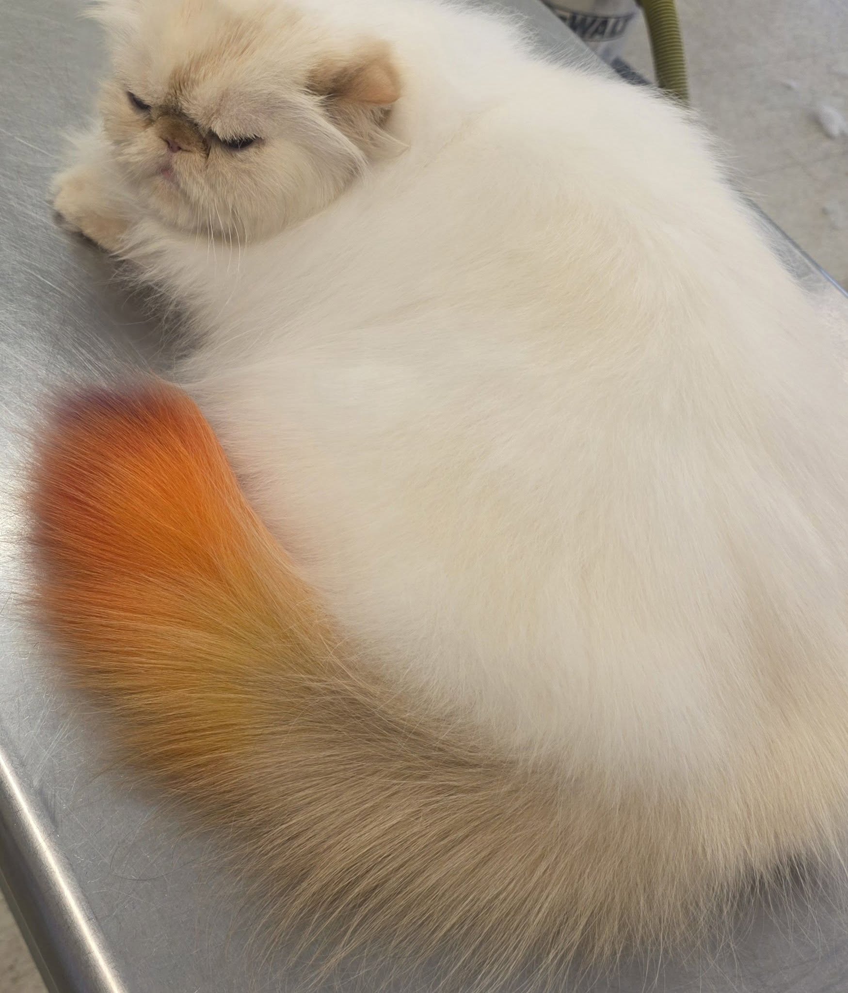 ABQ Cat Grooming Albuquerque