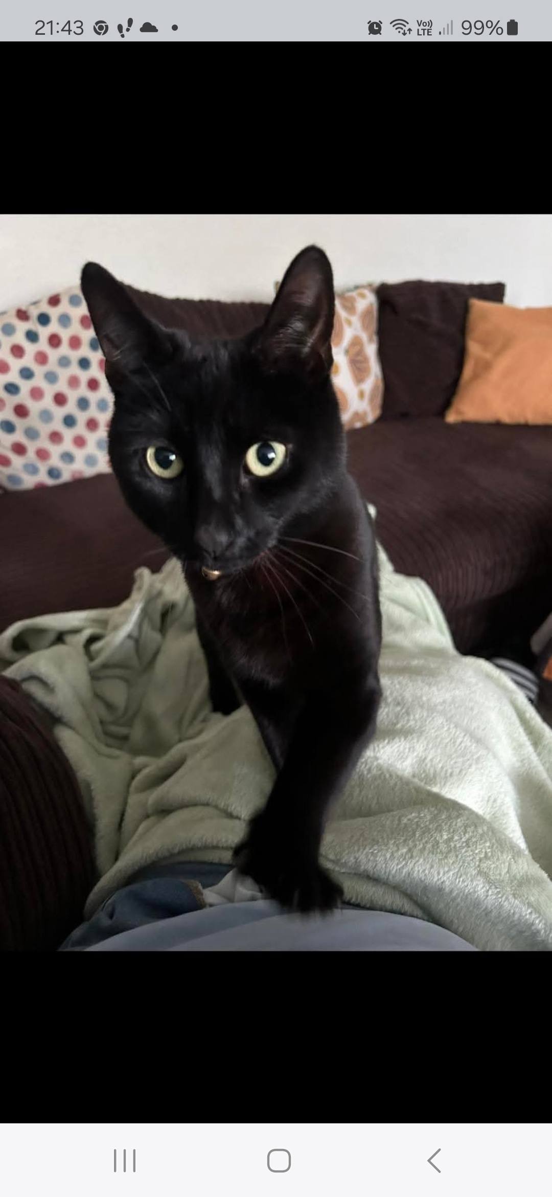 In The Dog House Pet Services