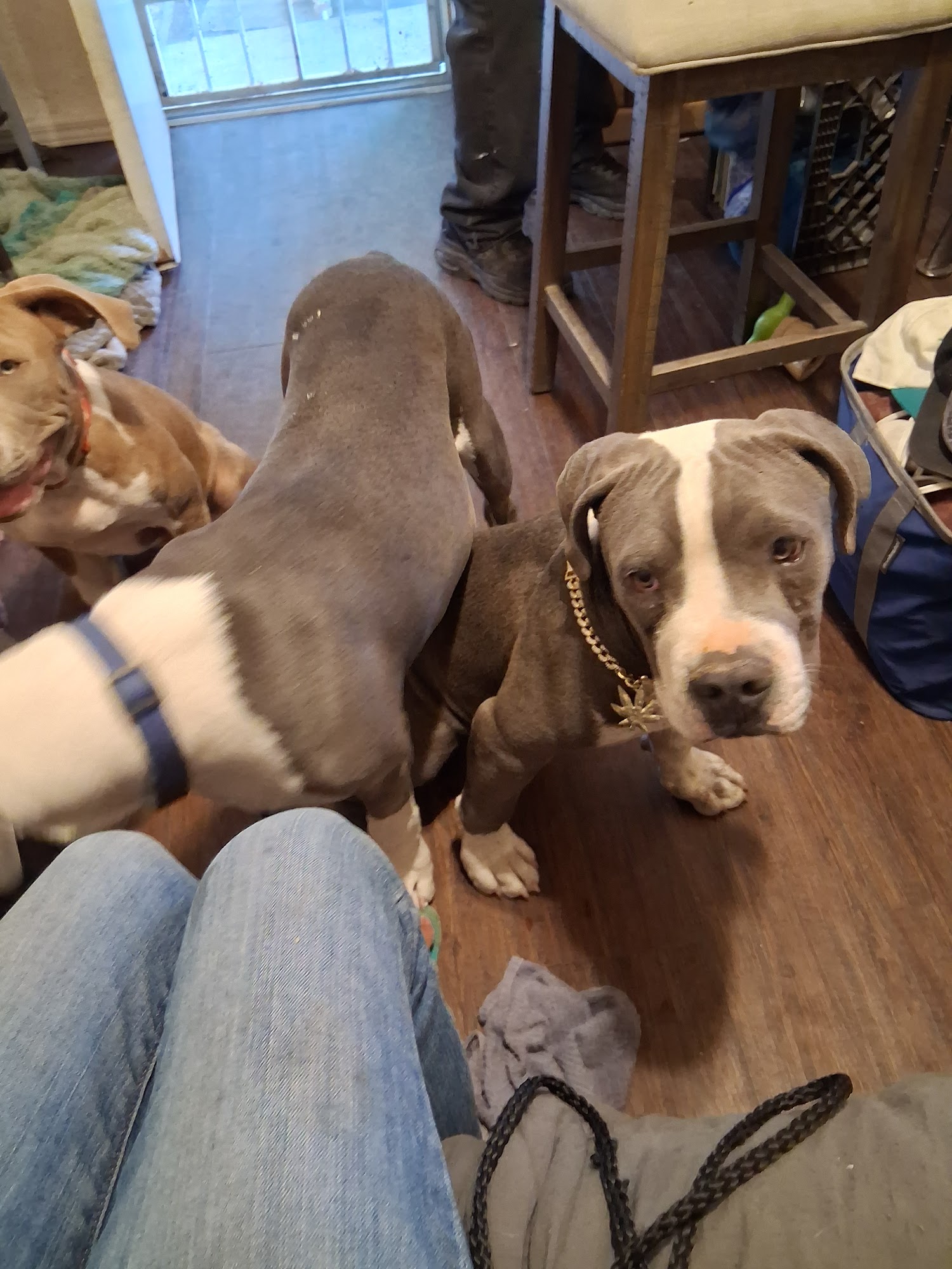 City of Albuquerque Animal Welfare Department Albuquerque